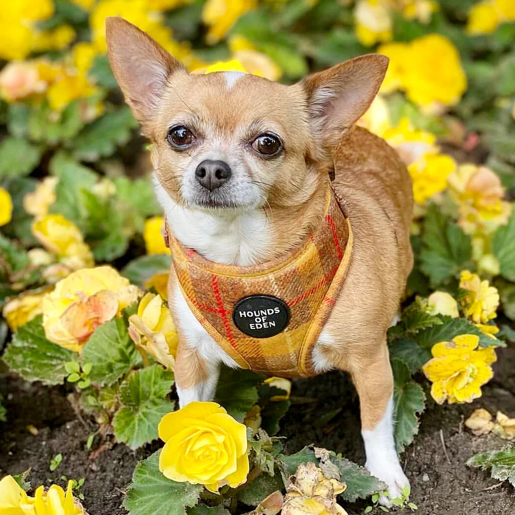 'Honey' - Yellow Check Dog Harness - Image 6