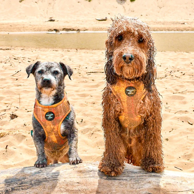 'Honey' - Yellow Check Dog Harness - Image 8