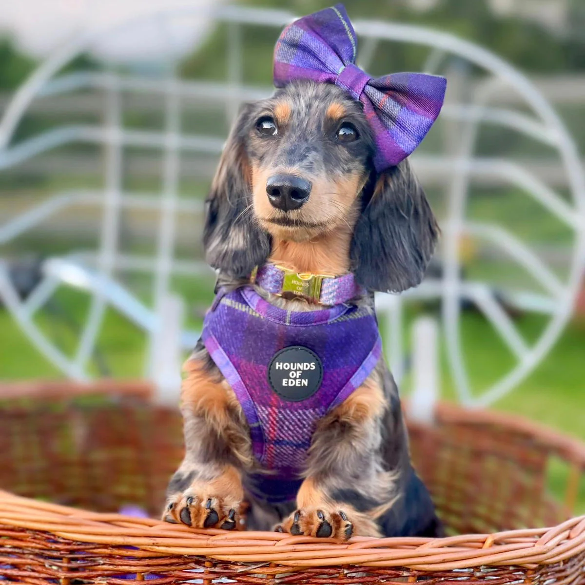 'Molly' - Pink & Purple Check Dog Harness - Image 2