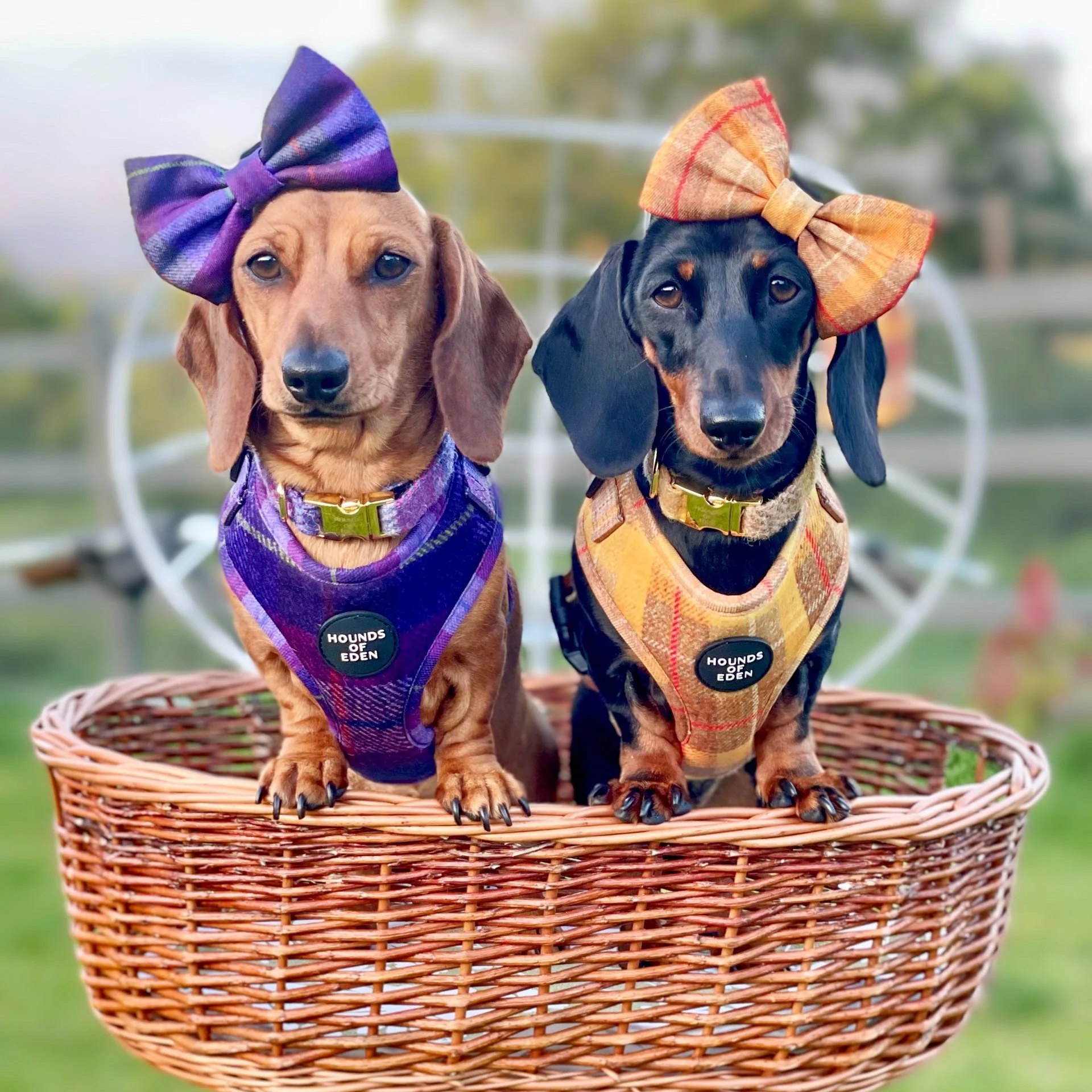 'Molly' - Pink & Purple Check Dog Harness - Image 5