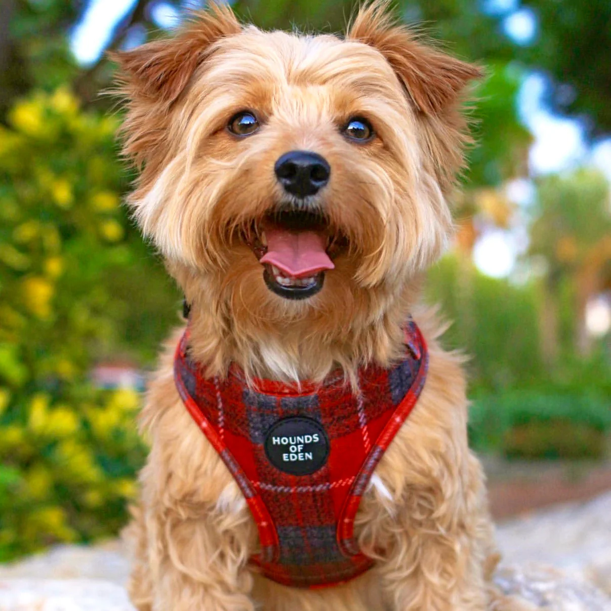 'Sammi' - Red & Grey Check Dog Harness - Image 2