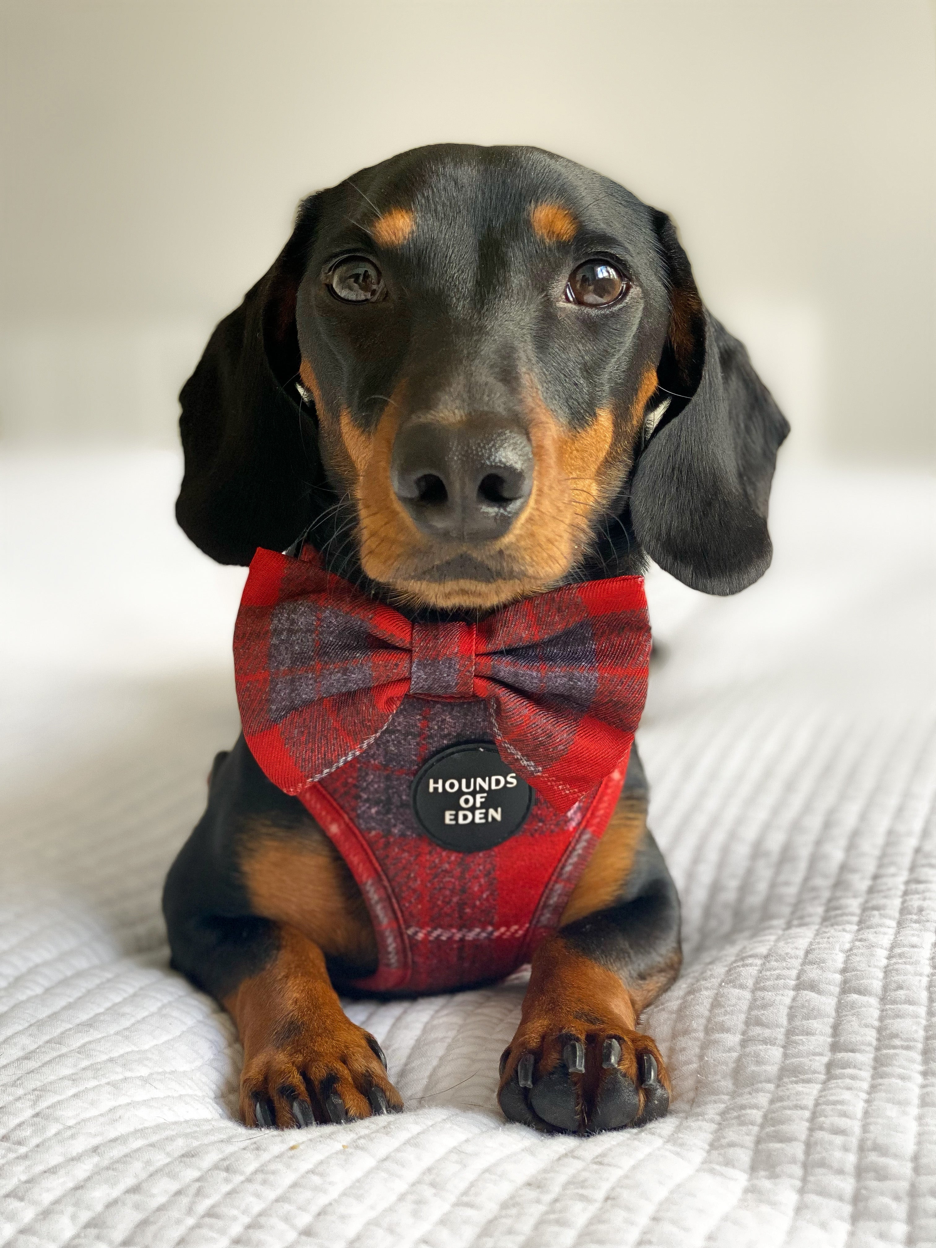 'Sammi' - Red & Grey Check Dog Harness - Image 4