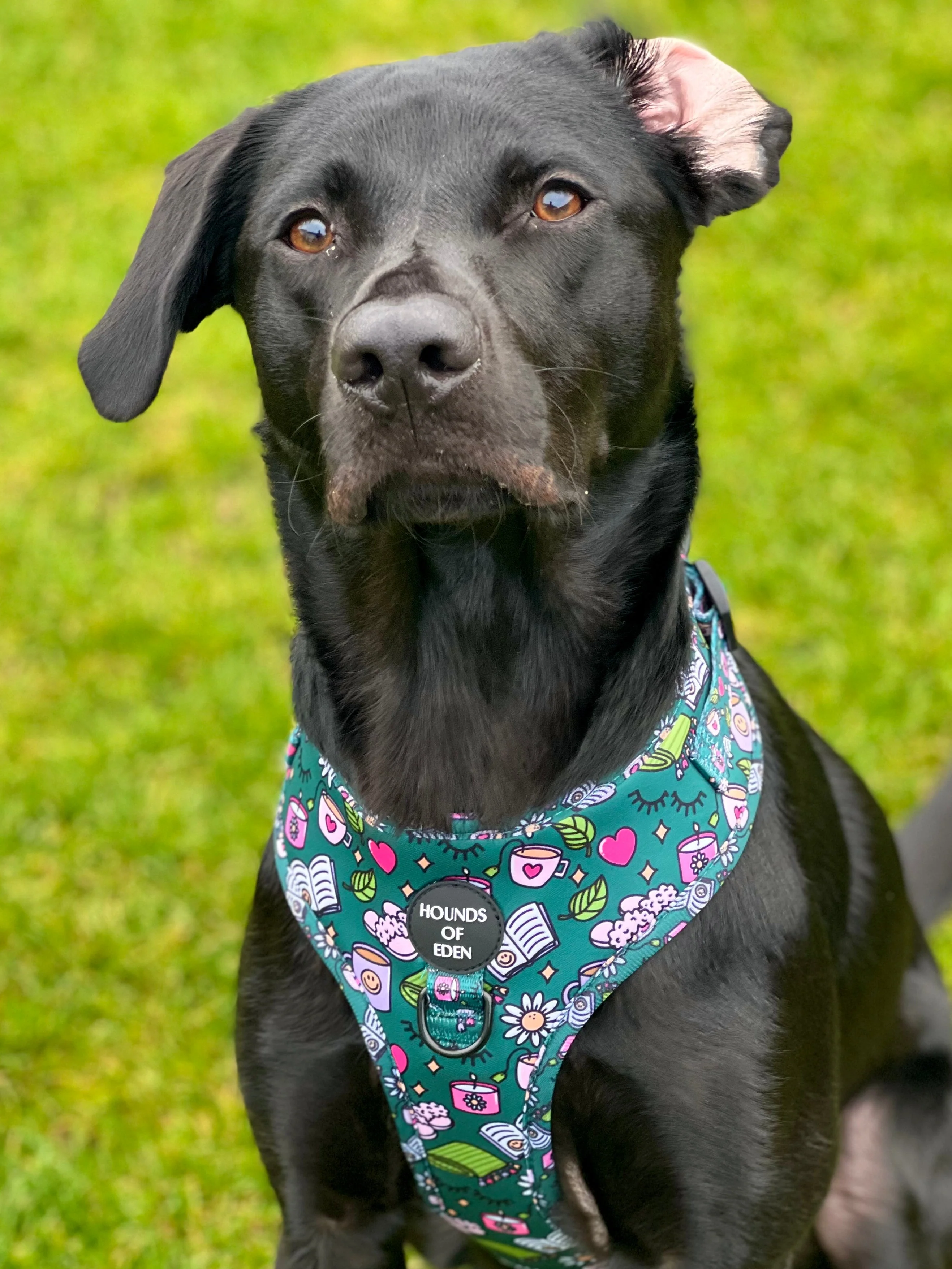 Self Care Design Dog Collar - Image 4