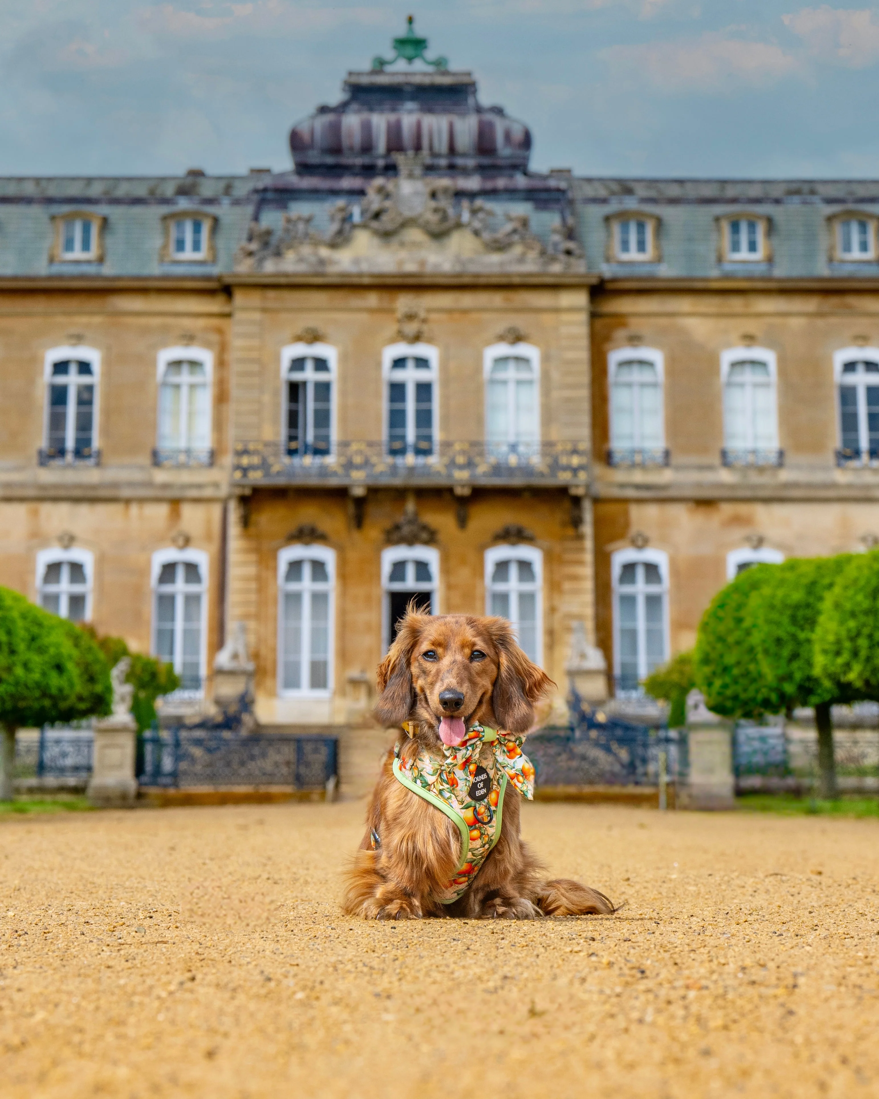 Simply the Zest - Oranges Dog Collar - Image 19