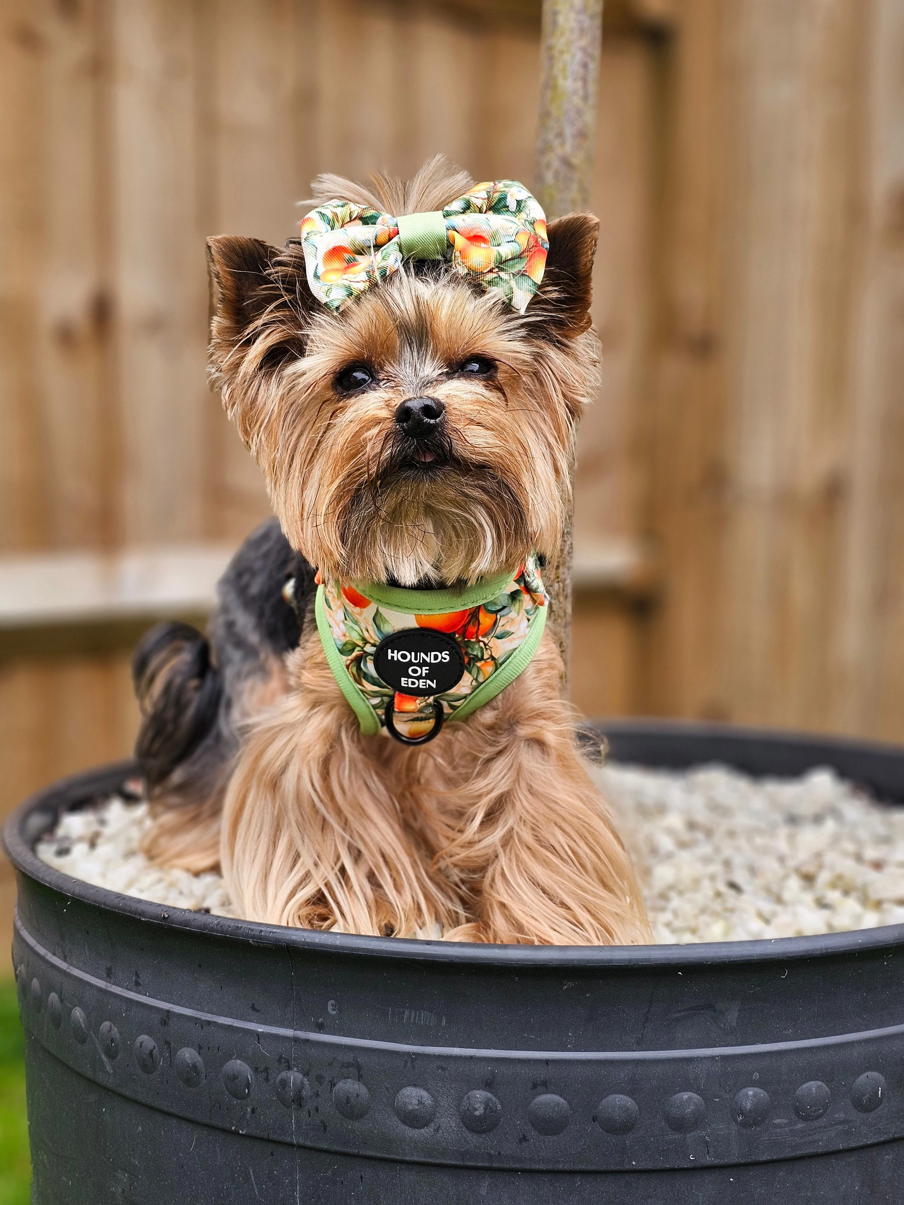 Simply the Zest - Oranges Dog Collar - Image 24