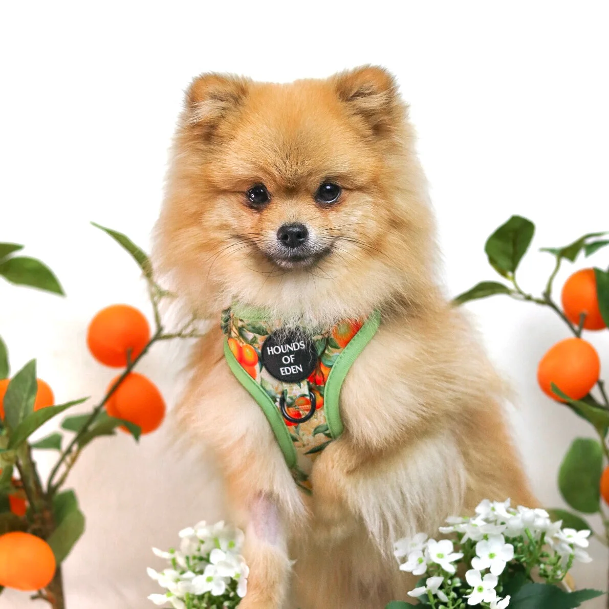Simply the Zest - Oranges Dog Harness - Image 15