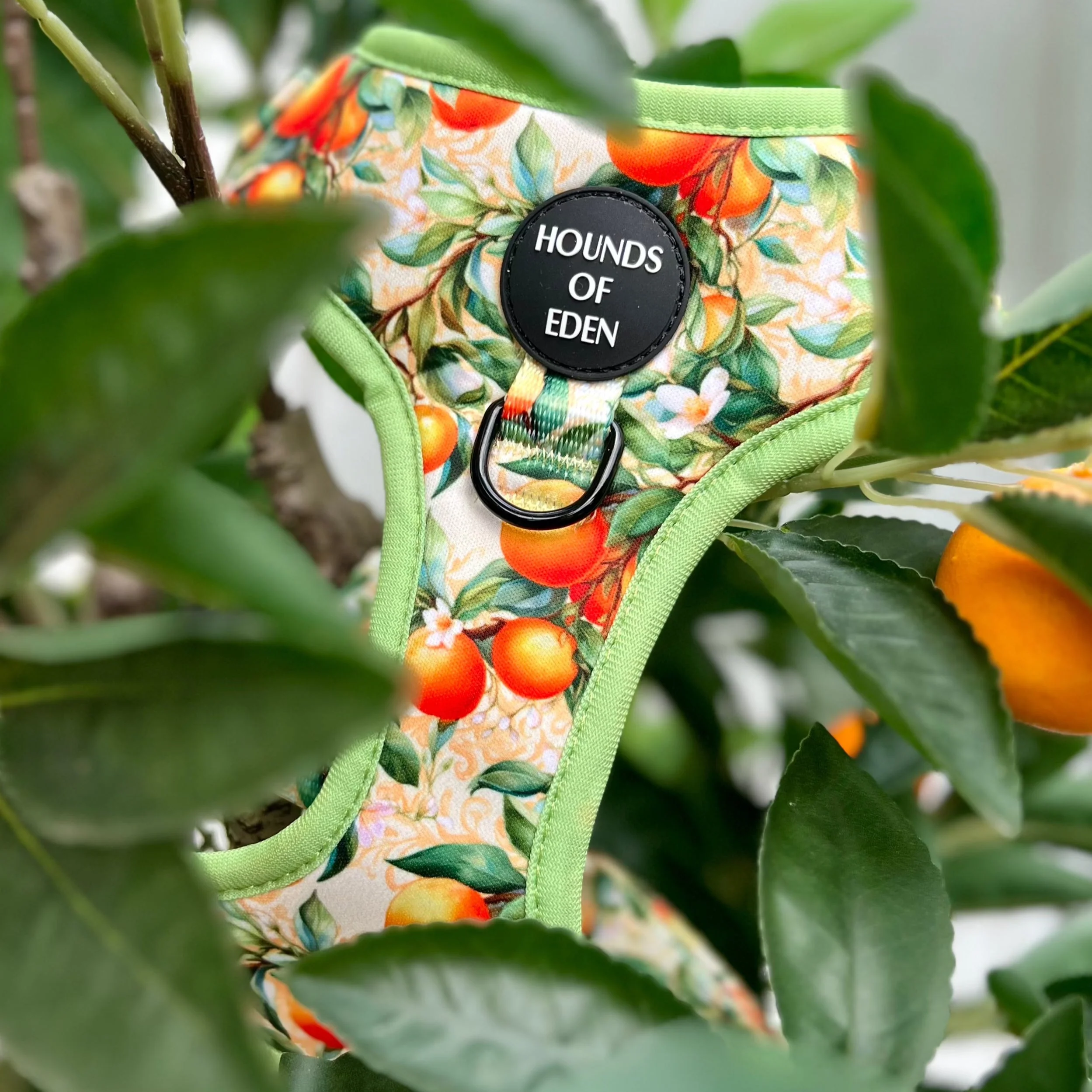 Simply the Zest - Oranges Dog Harness - Image 2