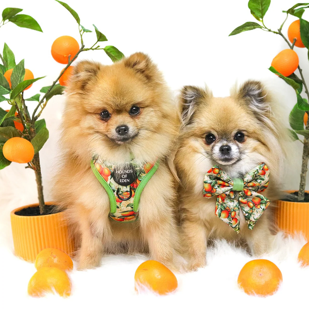 Simply the Zest - Oranges Dog Harness - Image 27