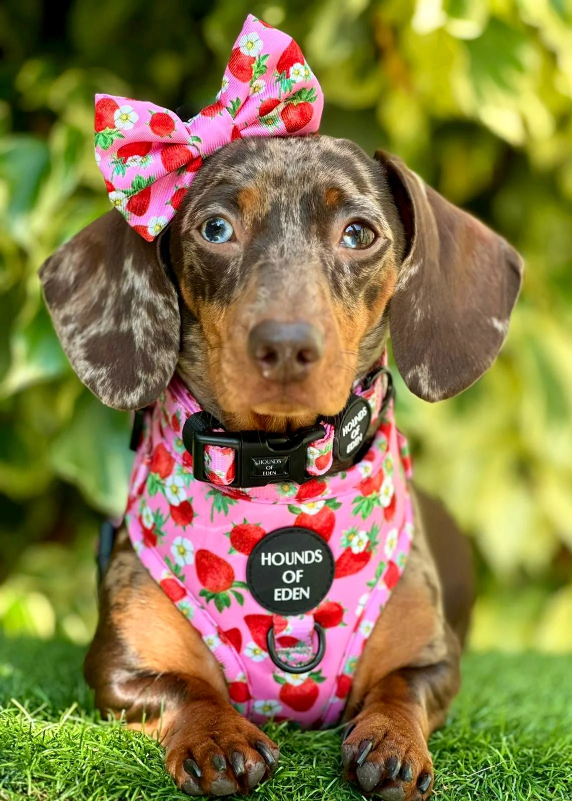 Strawberry Patch Design Dog Collar - Image 3