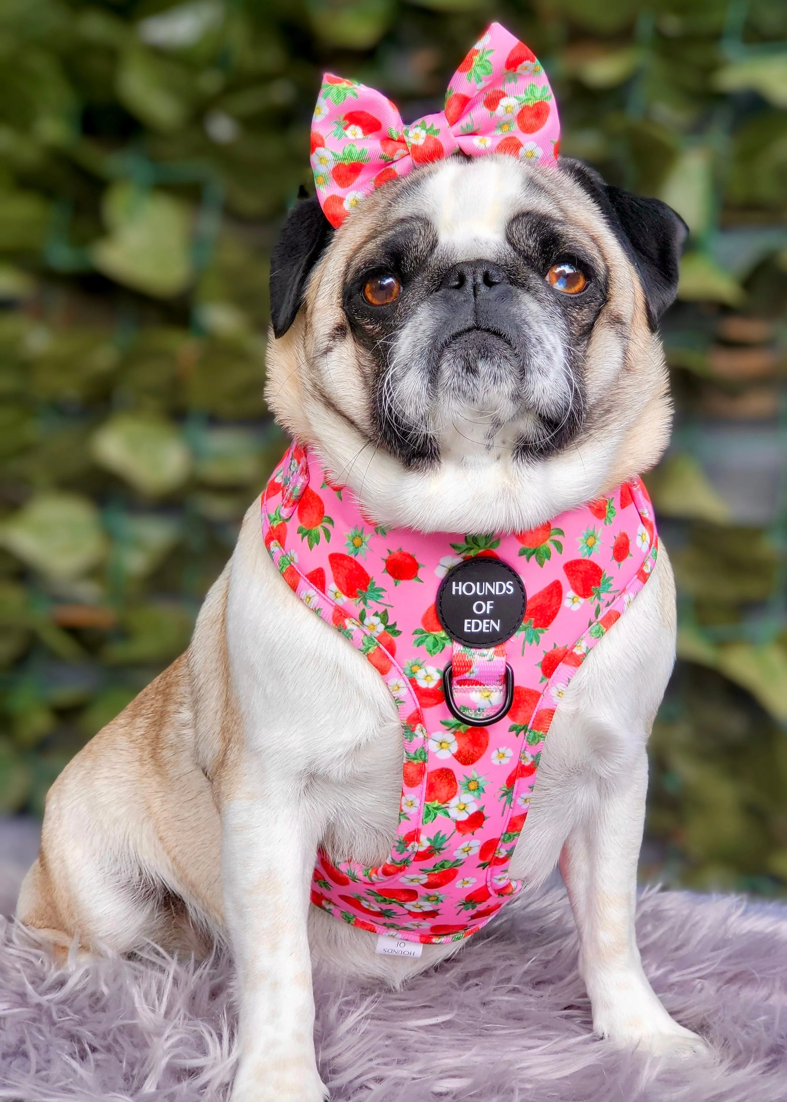 Strawberry Patch Design Dog Collar - Image 4