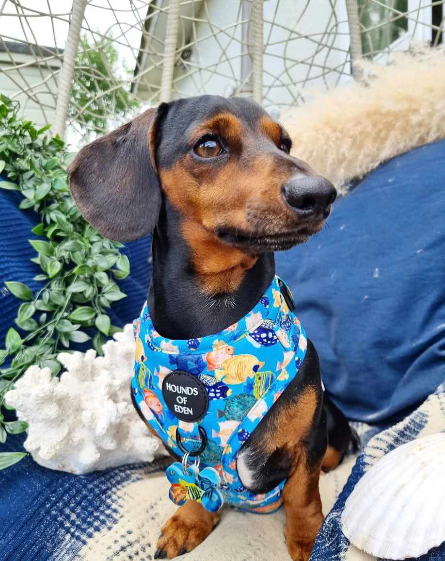 Under The Sea Design Dog Harness - Image 9