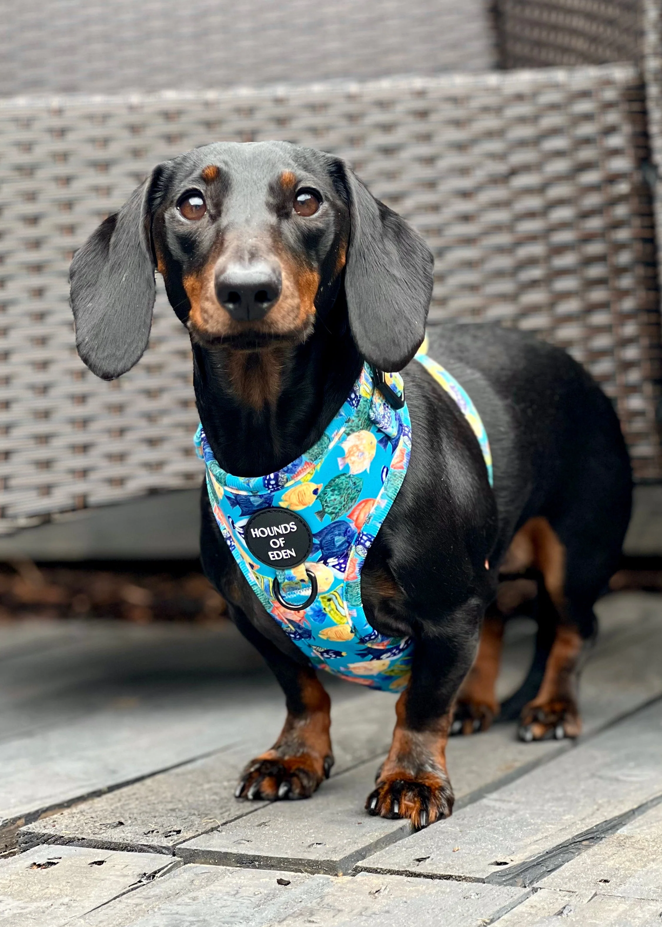Under The Sea Design Poop Bag Holder - Image 4
