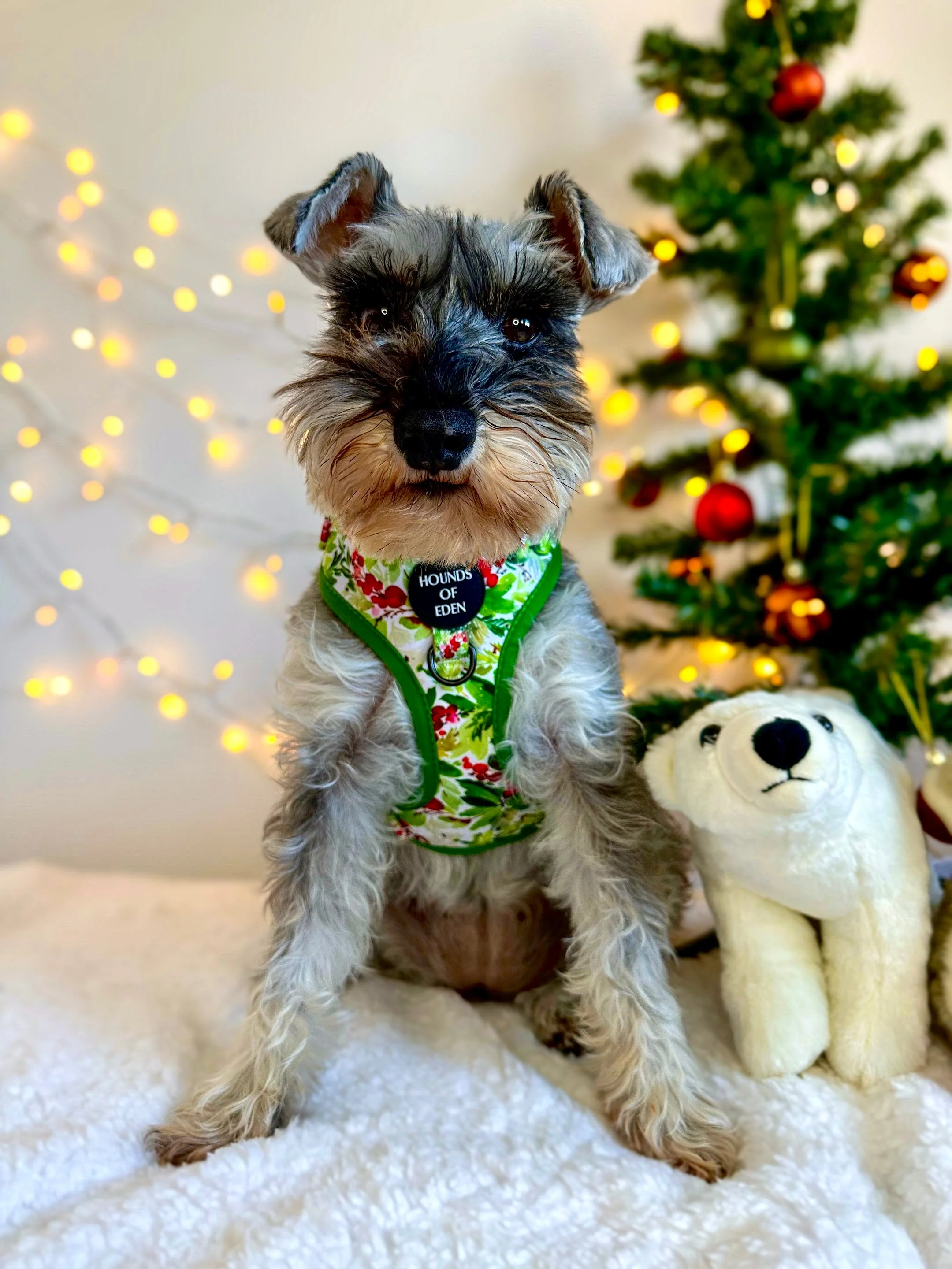 Winter Spruce & Berries Design Dog Collar - Image 10