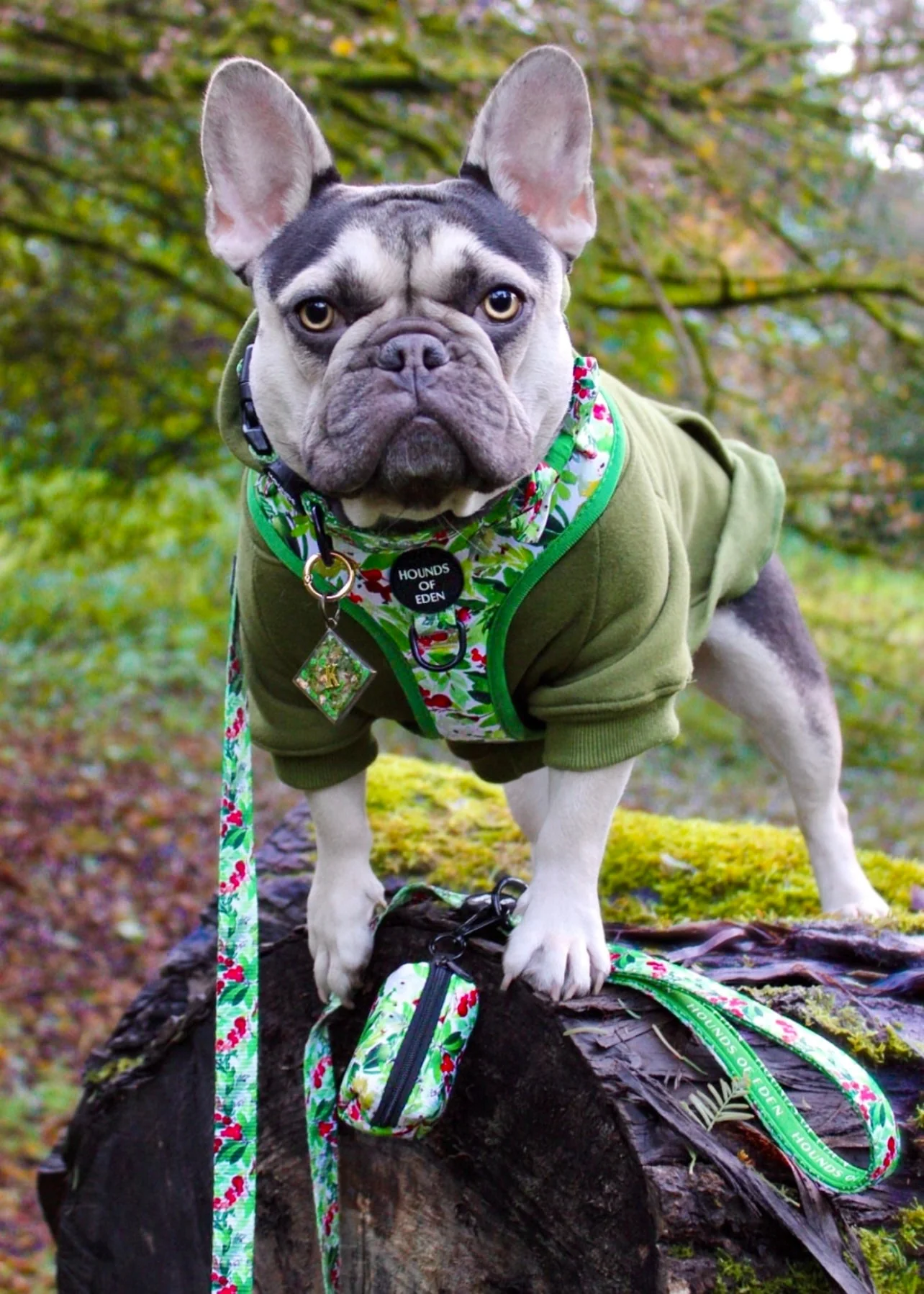 Winter Spruce & Berries Design Dog Harness - Image 9
