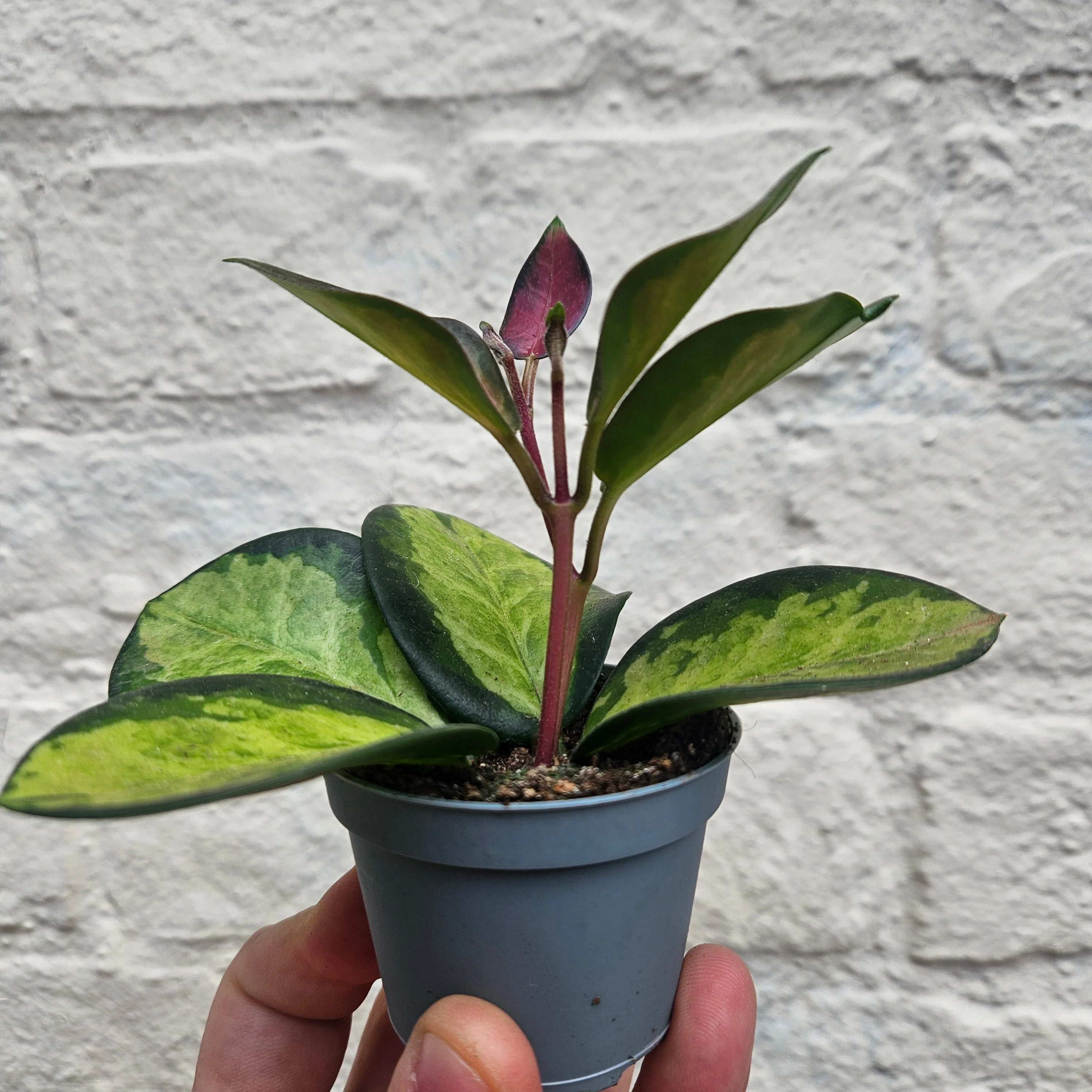 Hoya carnosa 'Tricolour' (Variegated Waxflower) - Image 4