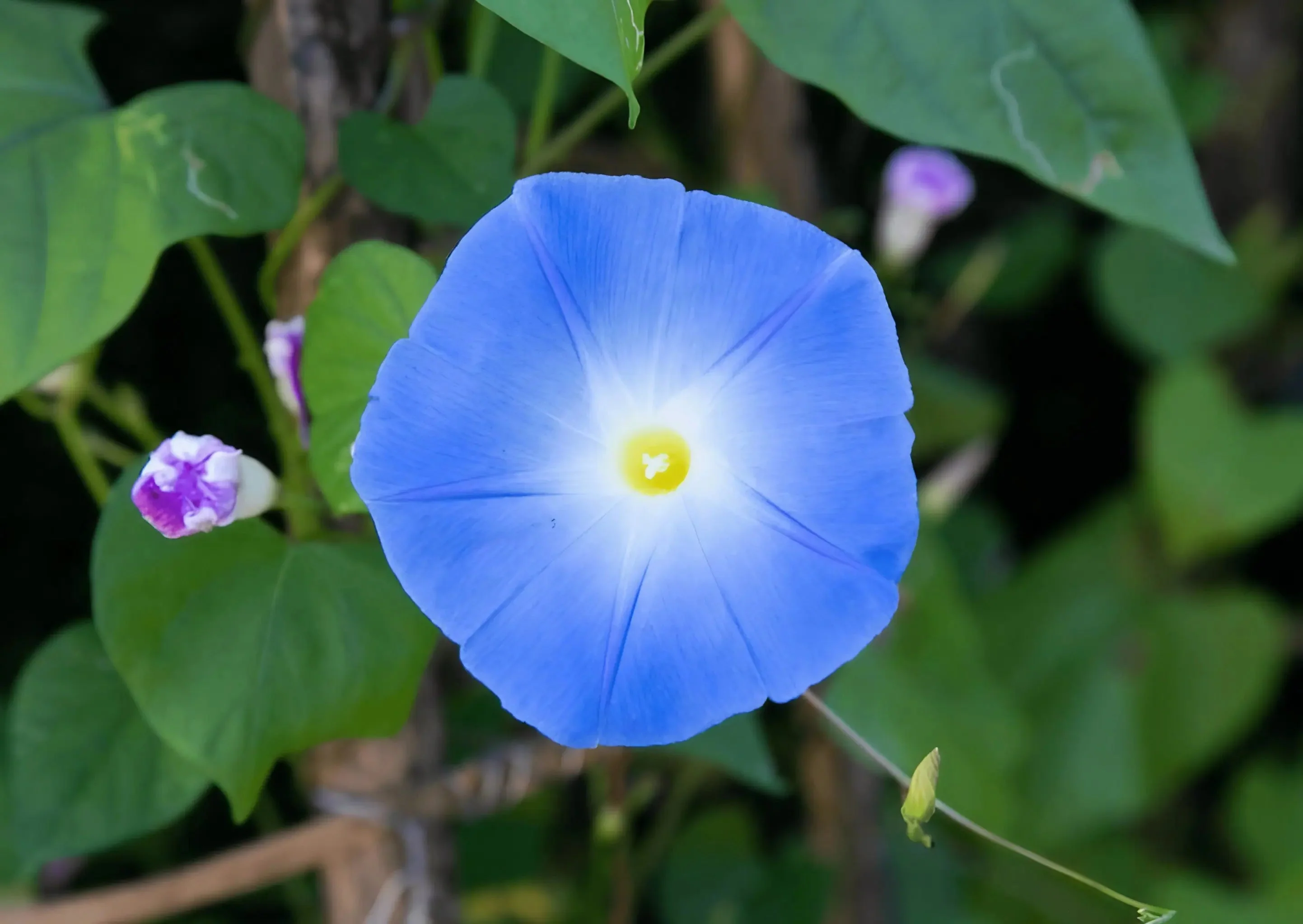 Ipomoea Heavenly Blue - Image 2