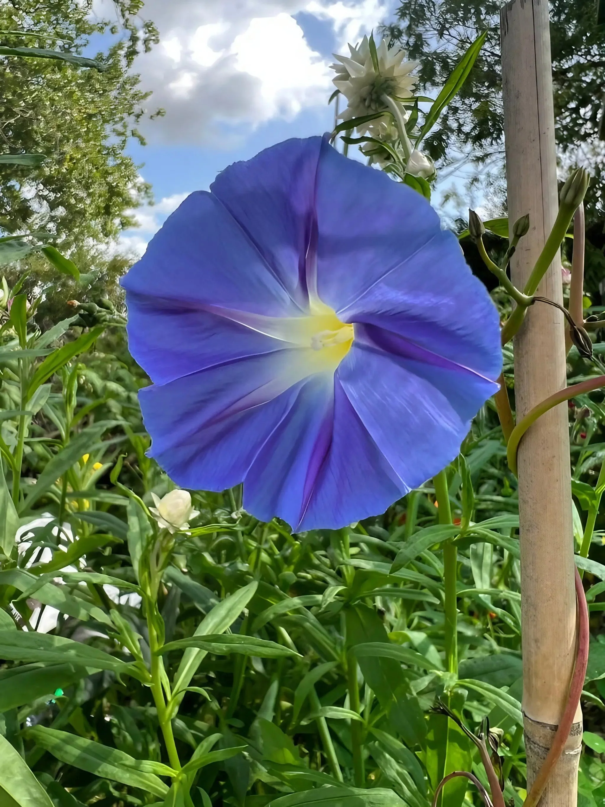 Ipomoea Heavenly Blue - Image 3