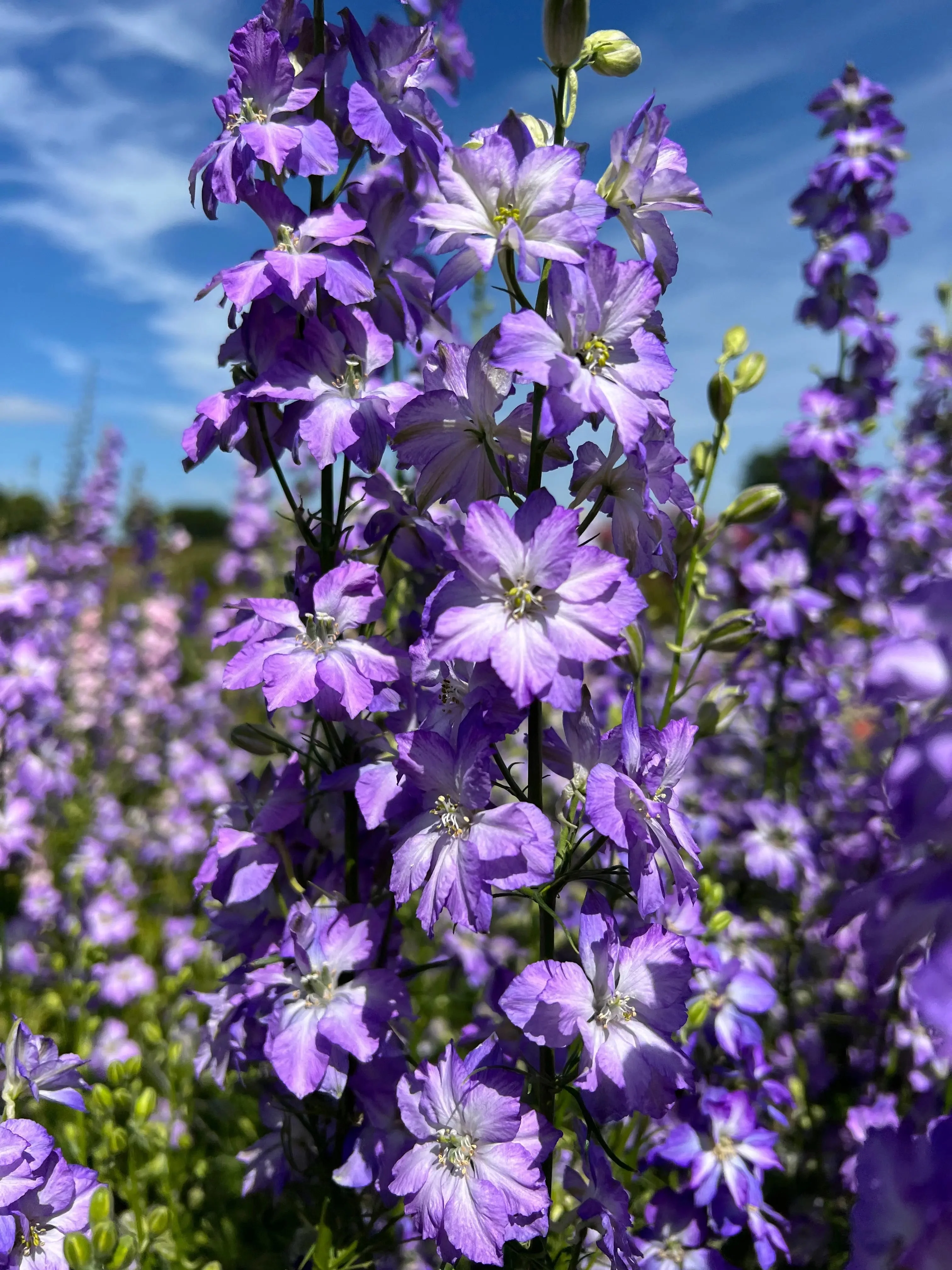 Larkspur Fancy Purple Picotee - Image 2