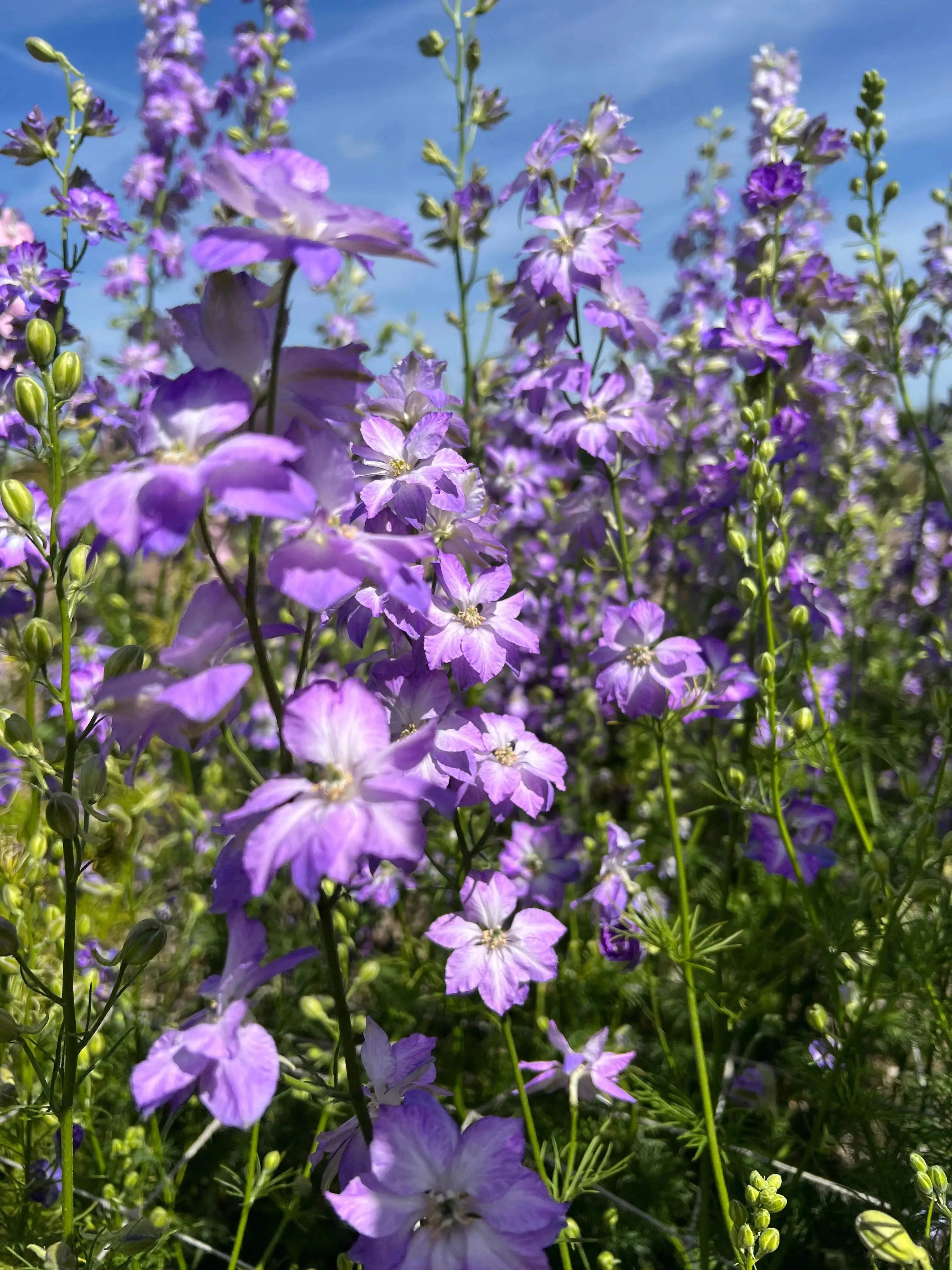 Larkspur Fancy Purple Picotee - Image 3