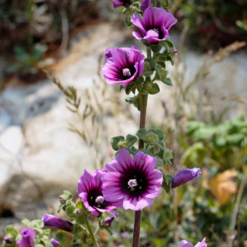 Lavatera Arborea - Image 2