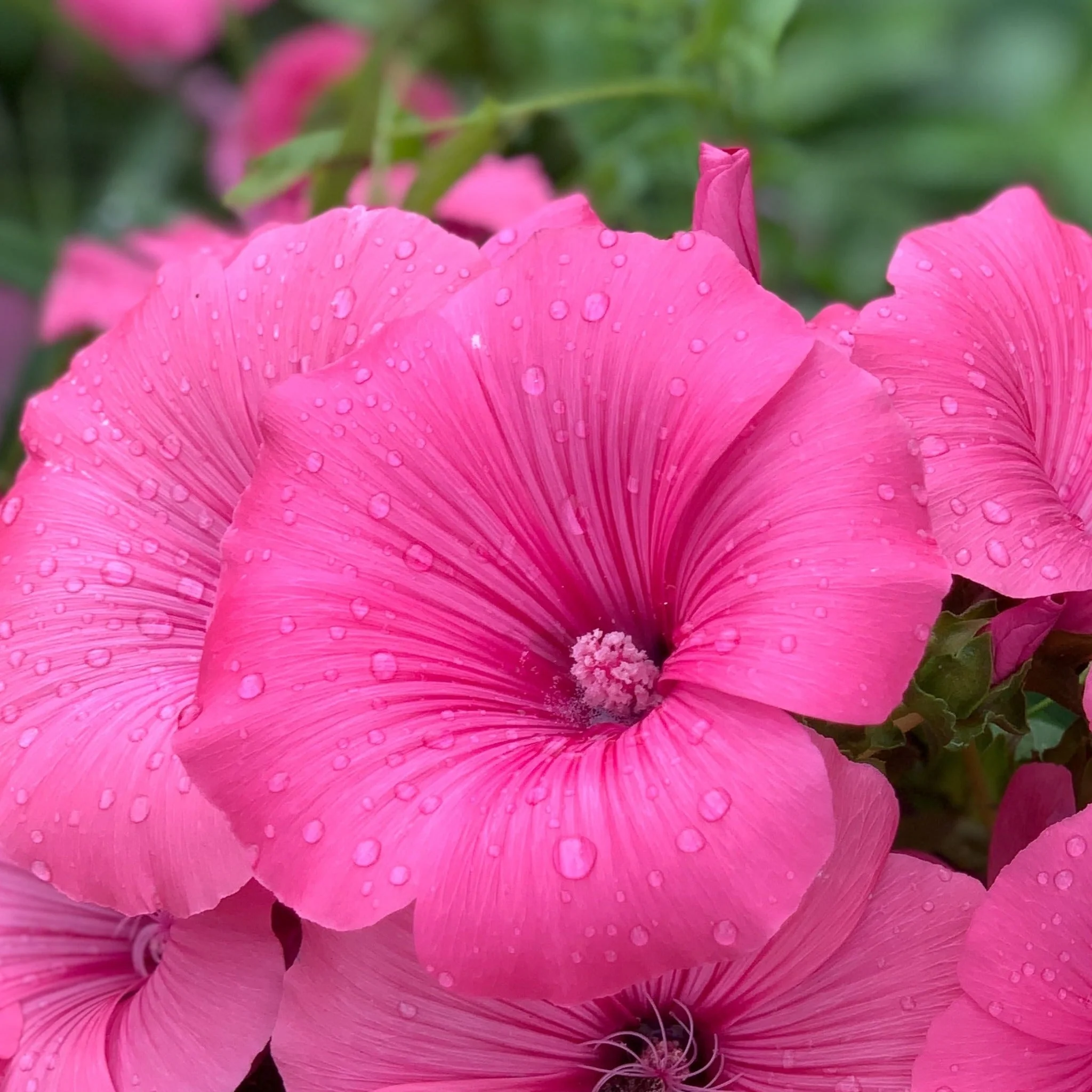 Lavatera 'Burgundy Wine' 9cm / 2L / 3L