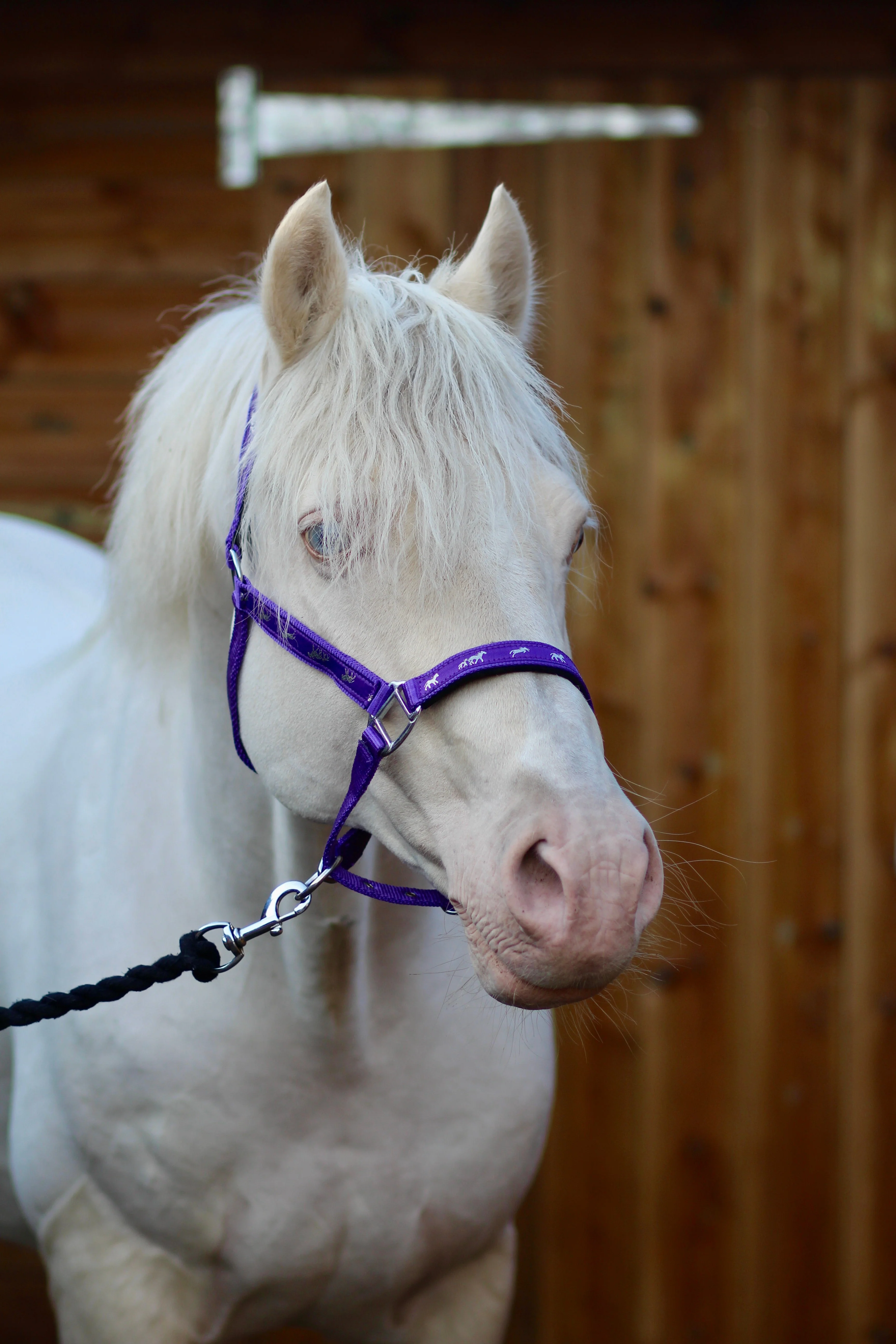Padded Headcollar - Image 3