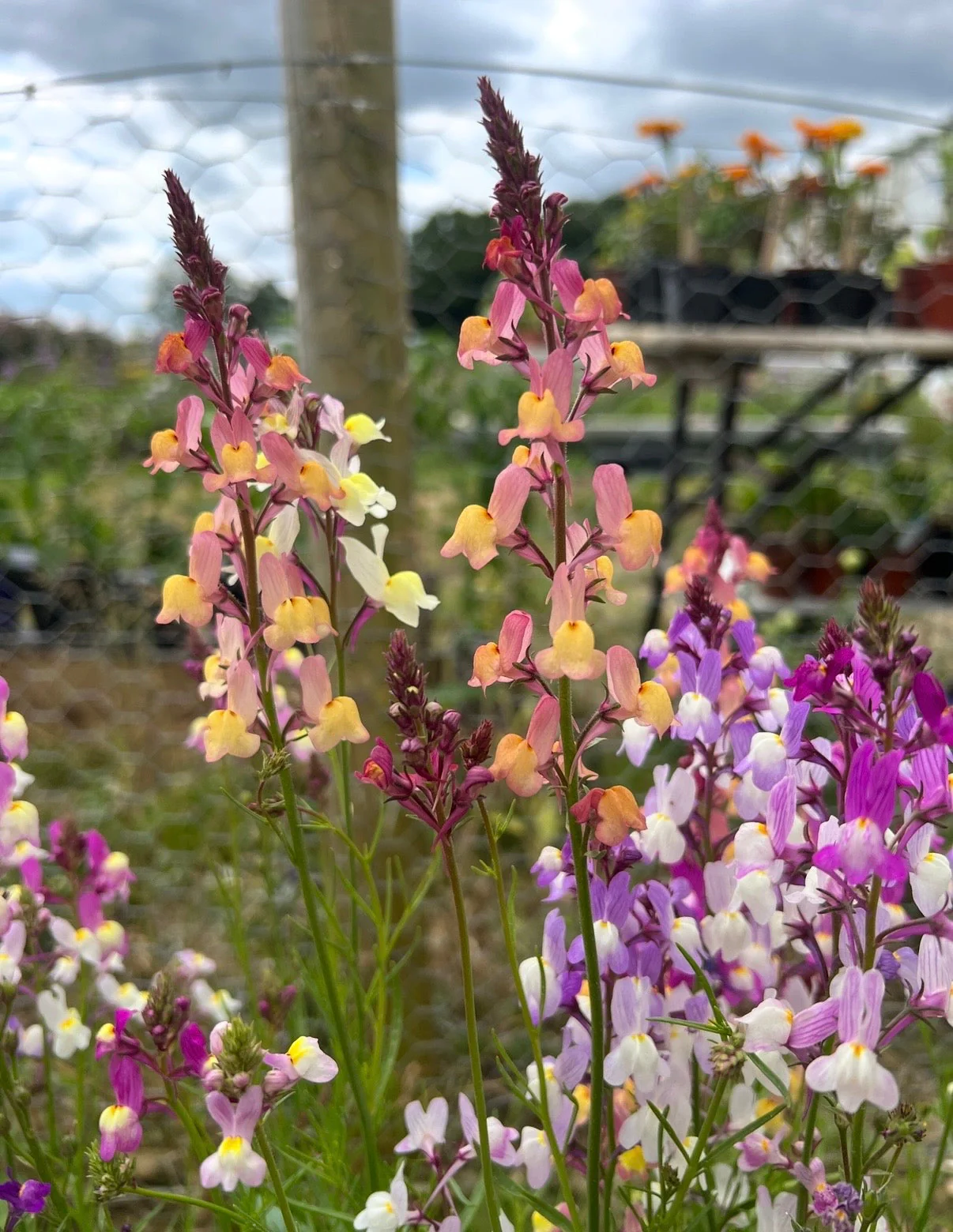 Linaria Fairy Bouquet Mix - Image 2