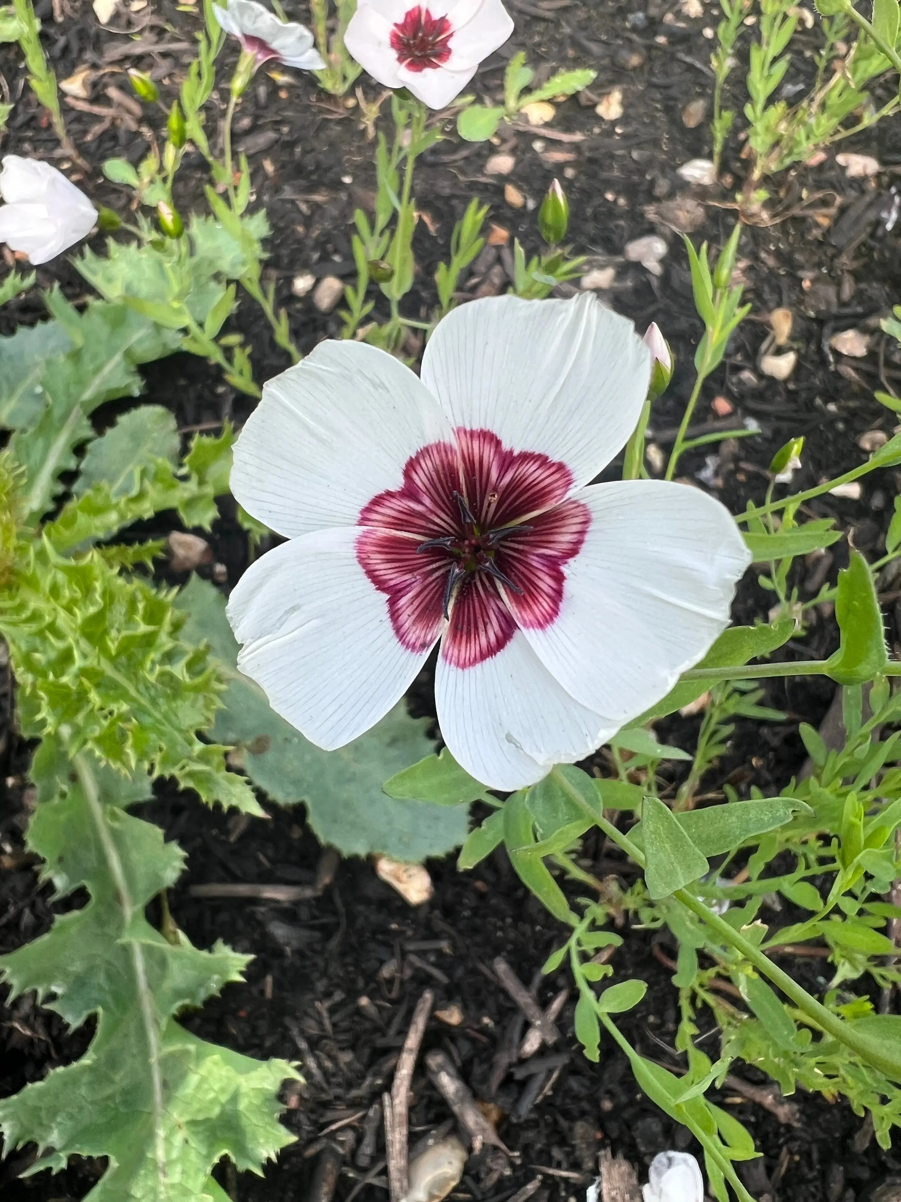Linum Grandiflorum Bright Eyes