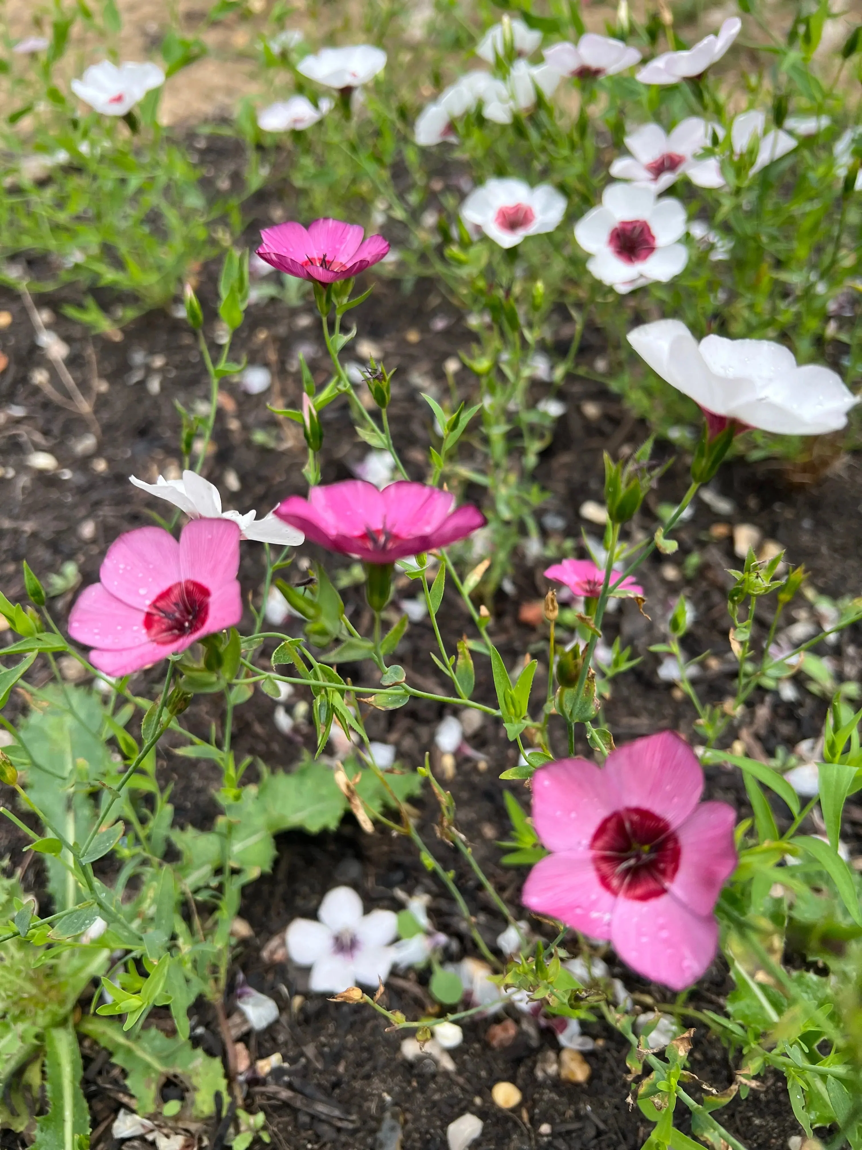Linum Grandiflorum Bright Eyes - Image 4