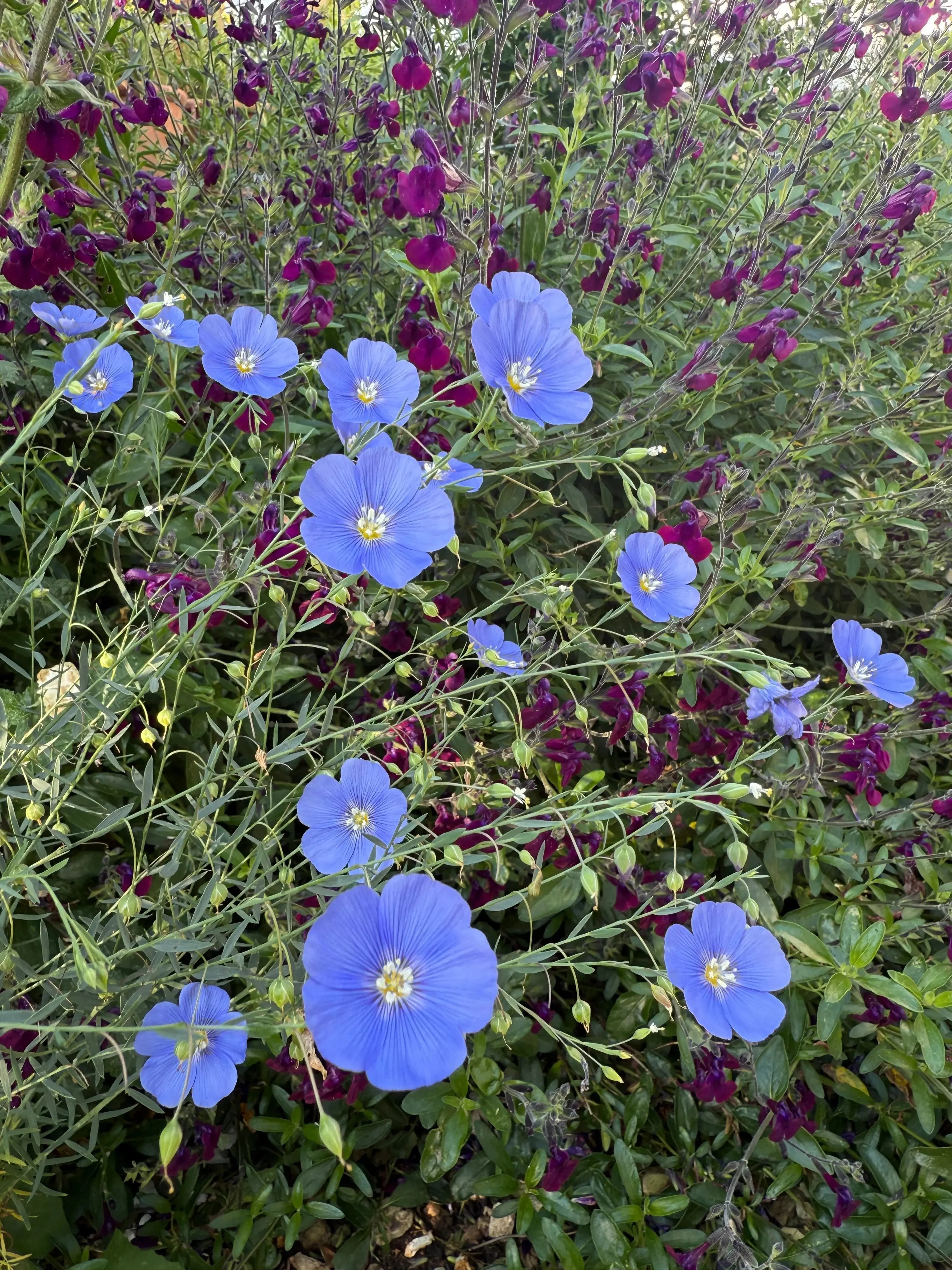 Linum Perenne Blue Flax - Image 7