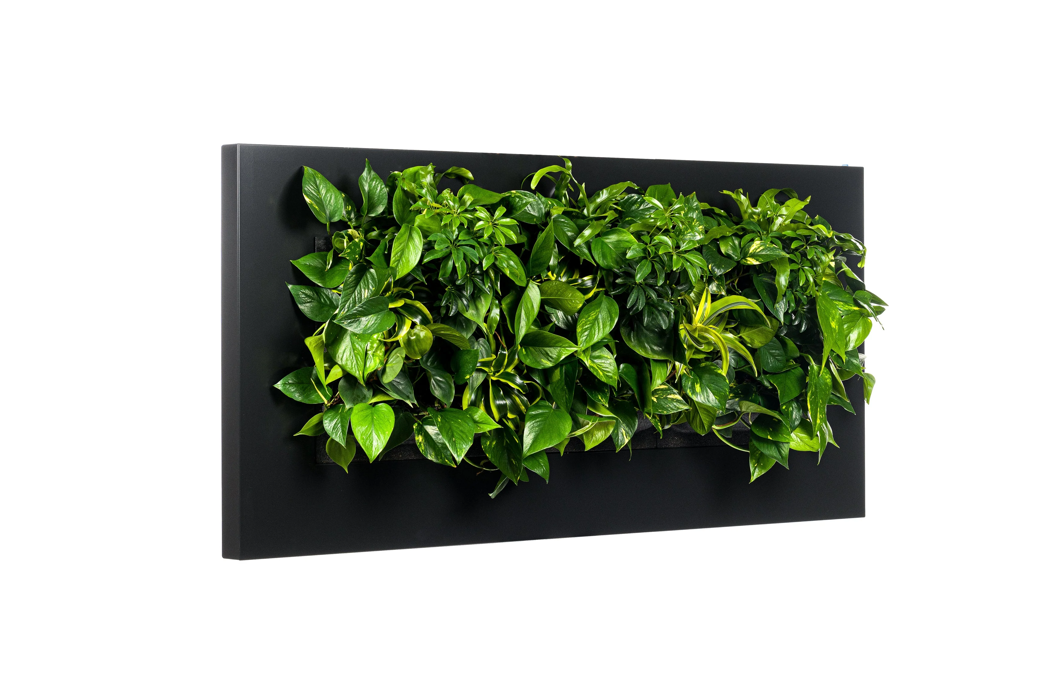 LIVE PICTURE - Living wall frame - 152cm - Black - Image 2