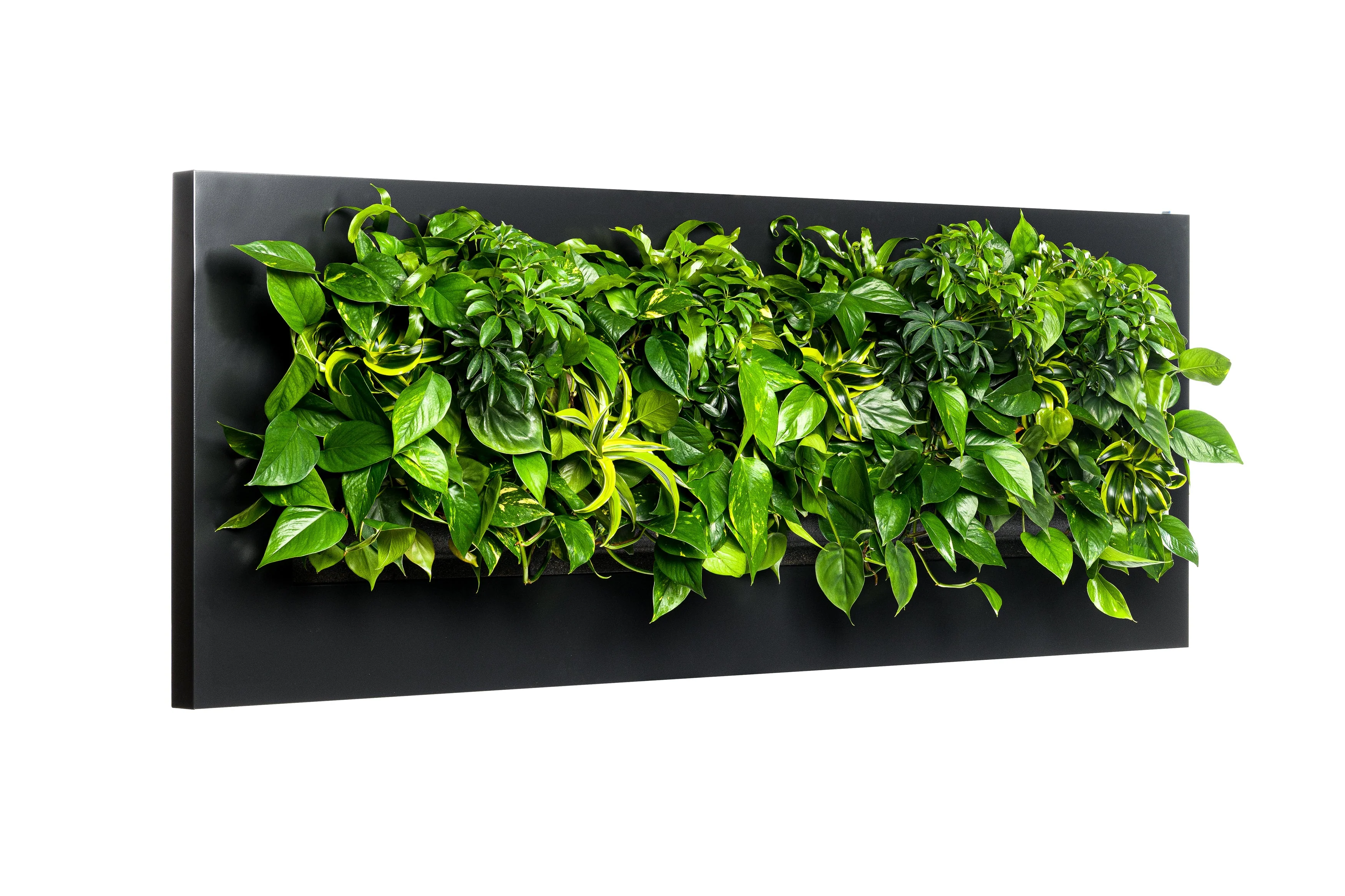 LIVE PICTURE - Living wall frame - 192cm - Black - Image 2