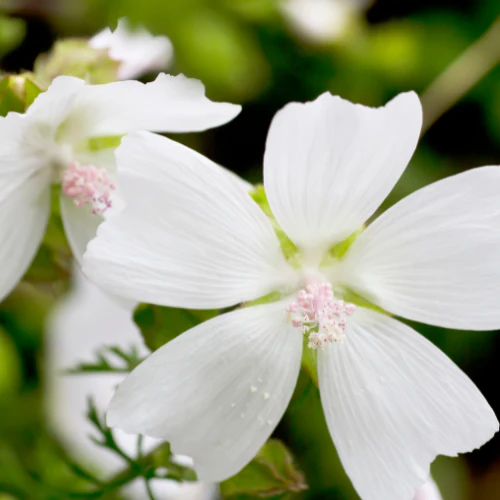 Malva Moschata Alba - Image 2