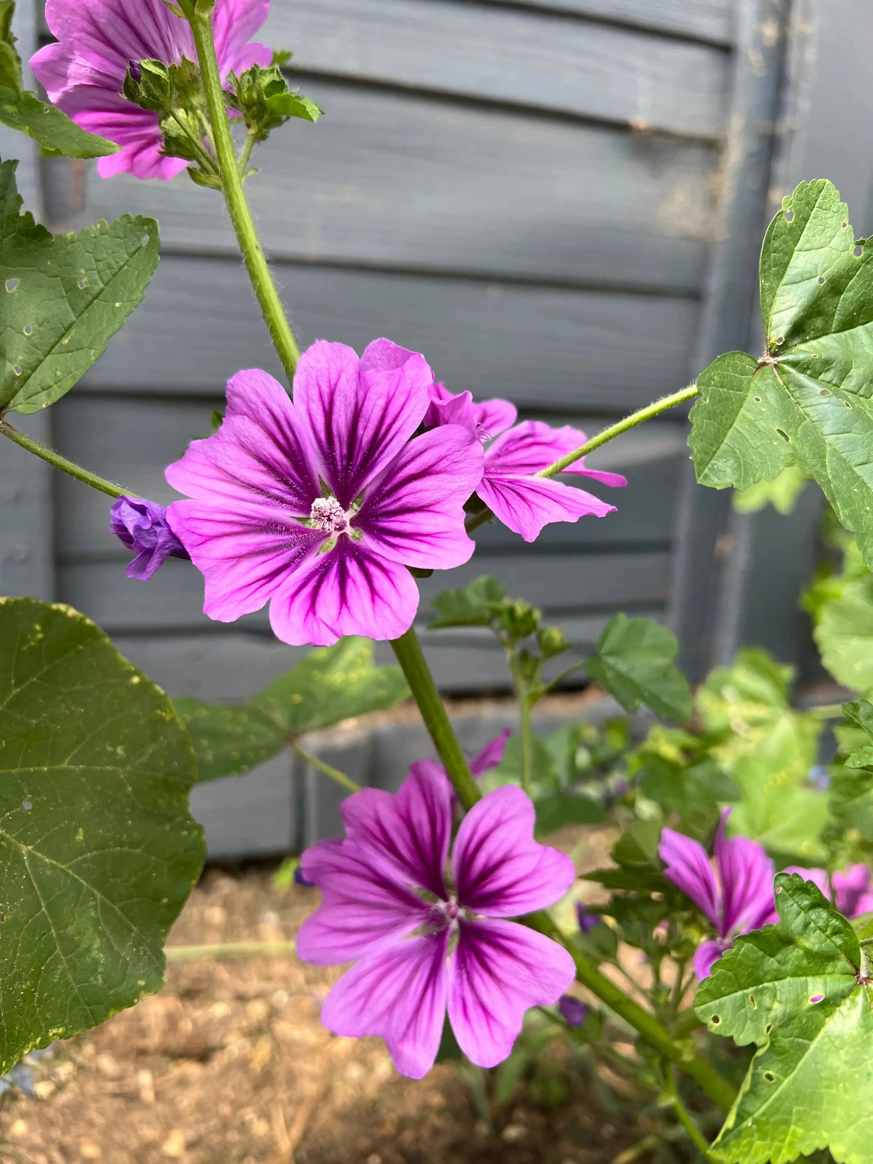 Malva Mystic Merlin - Image 2