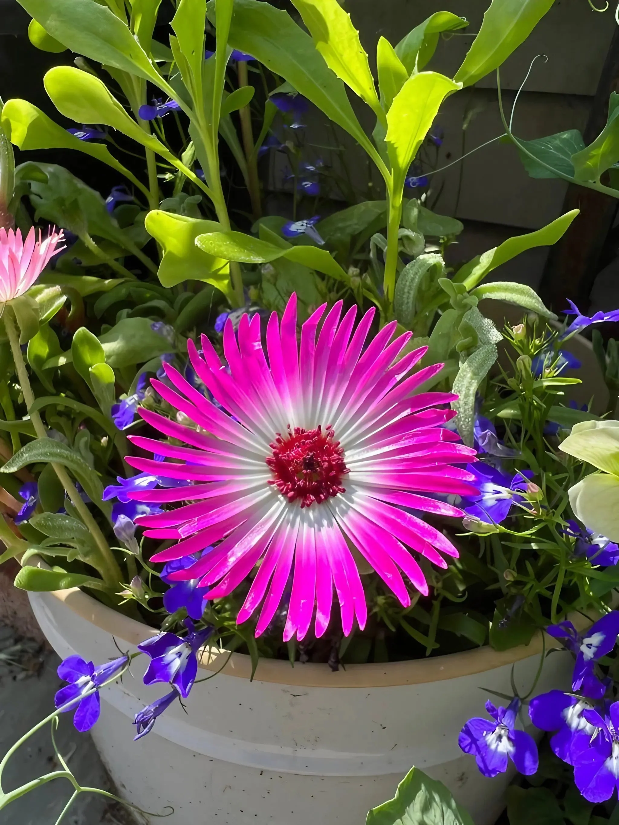 Mesembryanthemum Harlequin - Image 7