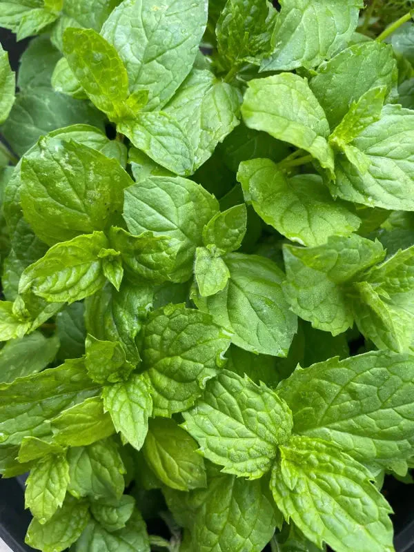 Mint Peppermint - Image 2