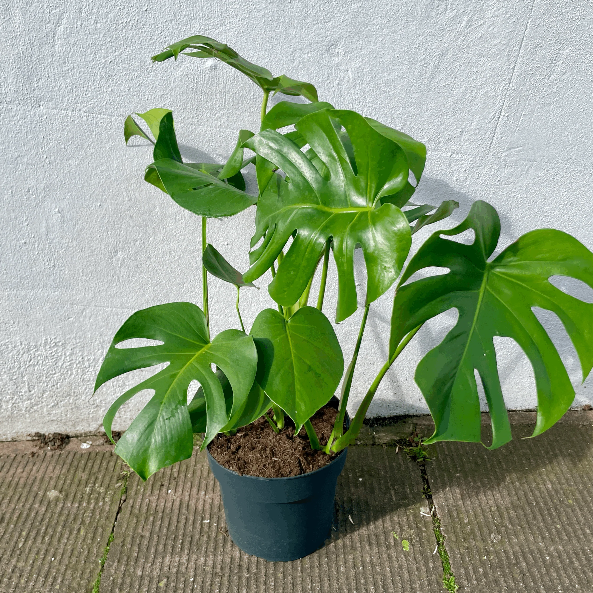 Monstera Deliciosa (Cheese Plant / Swiss Cheese Plant) - Various Sizes - Image 7