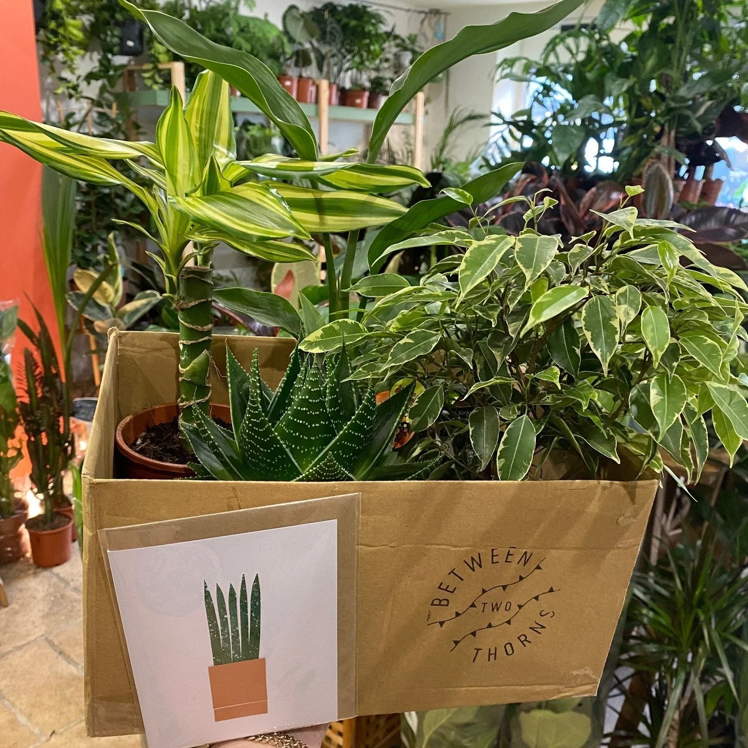 *NEW* Plant gift boxes delivered locally same day or Nationwide! - Image 2