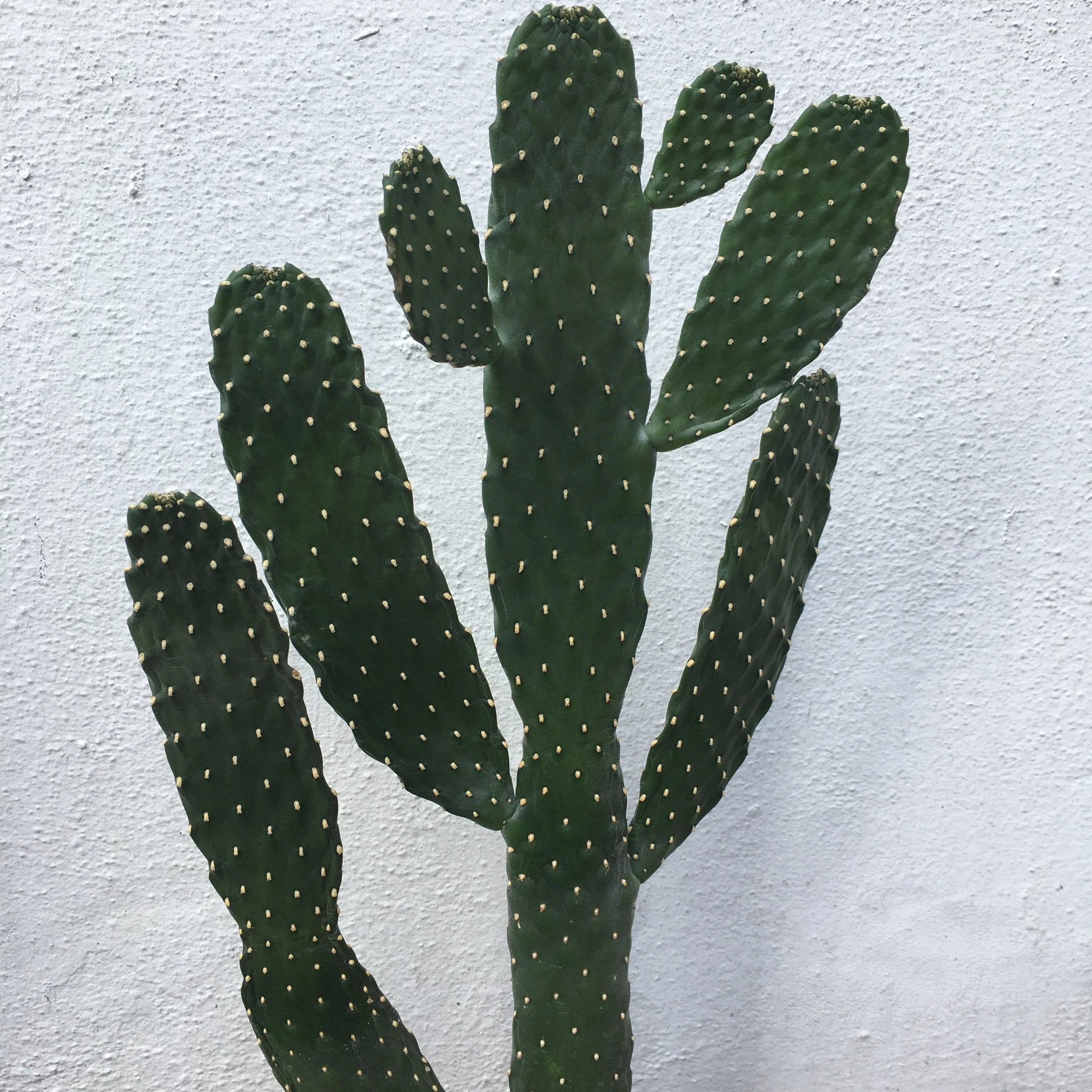 Opuntia rubescens (Prickly pear cactus/ Roadkill cacti) - Image 3