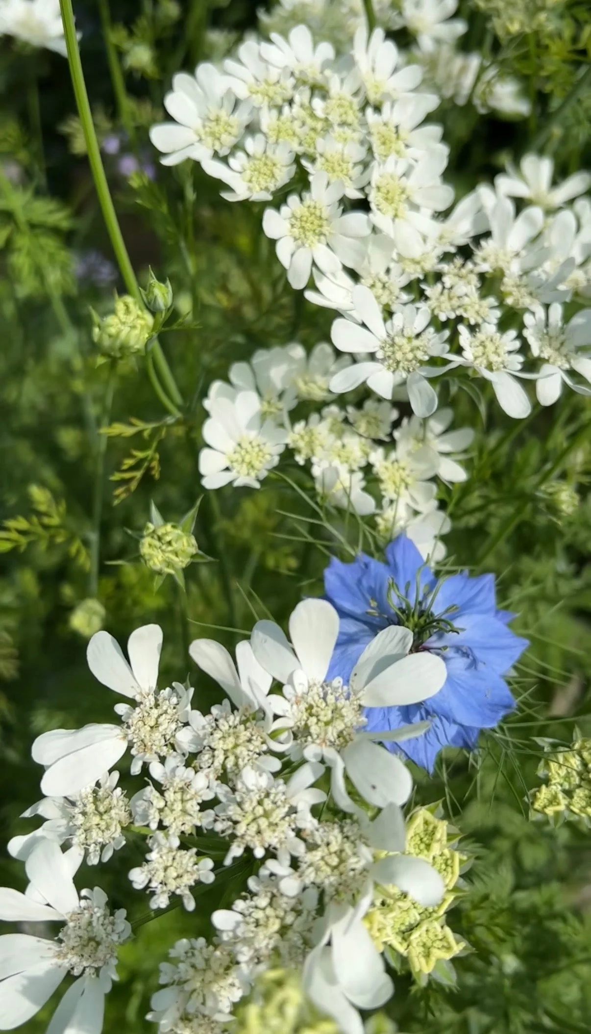 Orlaya Grandiflora - Image 11