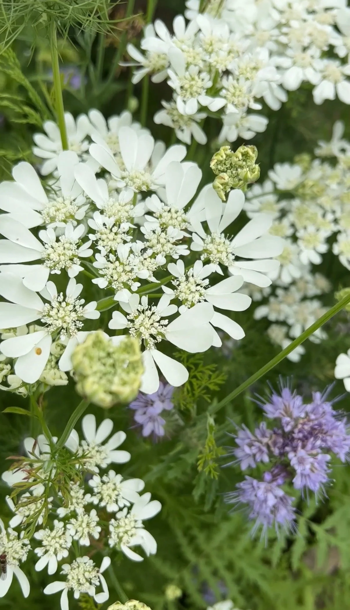 Orlaya Grandiflora - Image 9