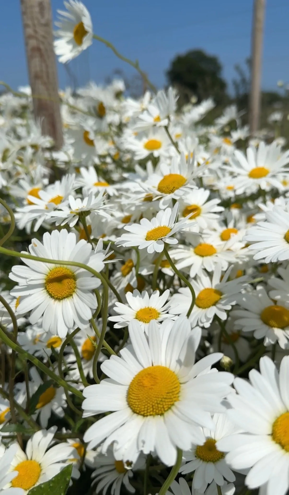 Oxeye Daisy - Image 2