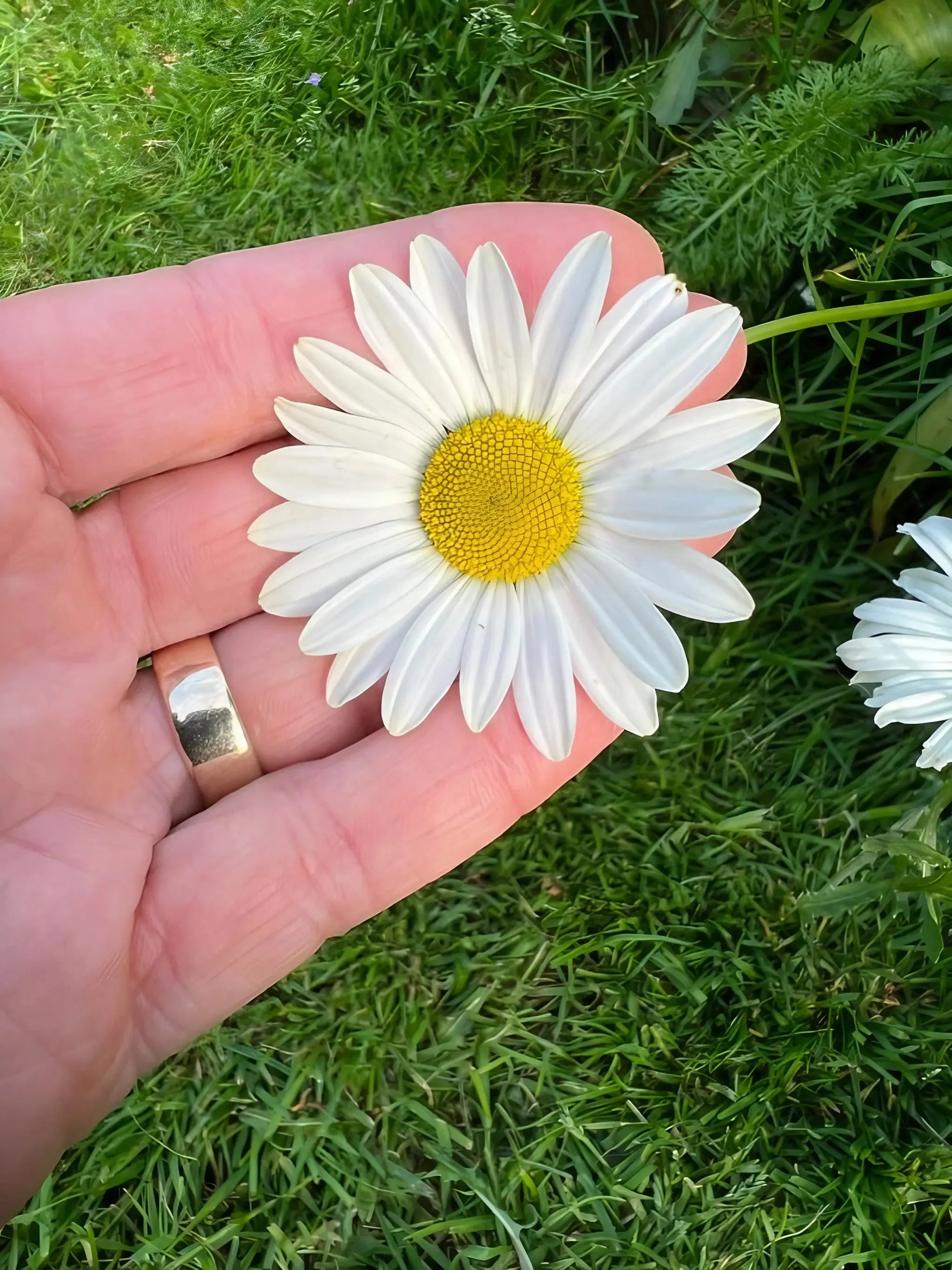 Oxeye Daisy - Image 3