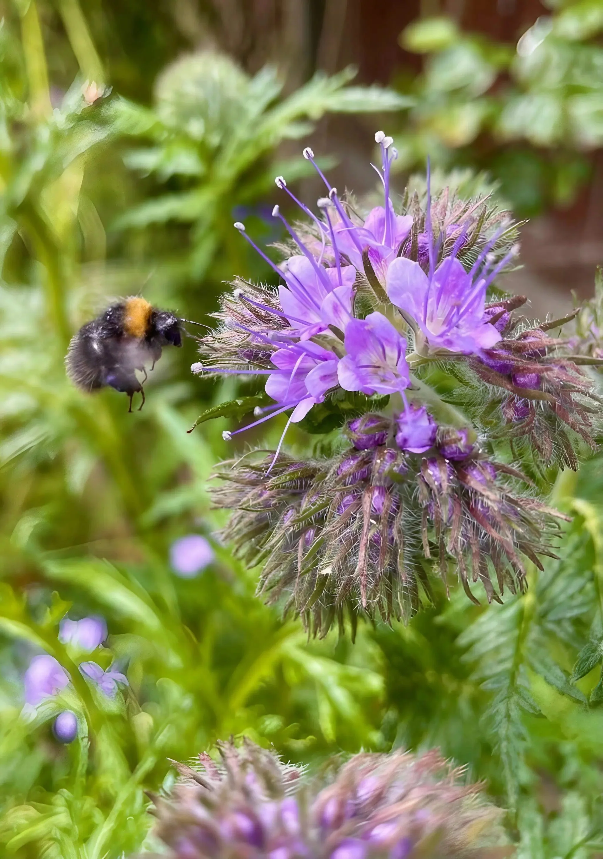 Phacelia Tanacetifolia - Image 4