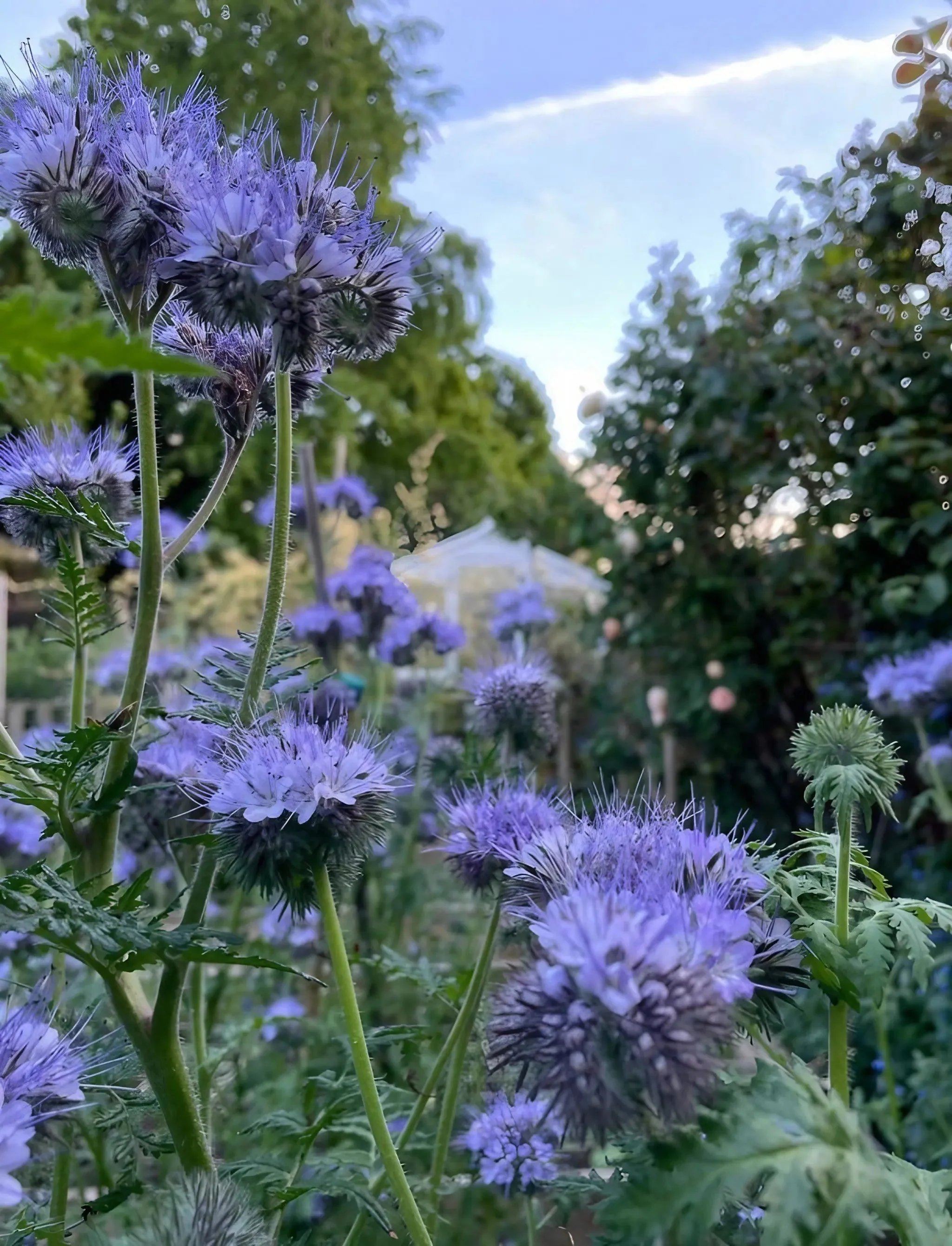 Phacelia Tanacetifolia - Image 6