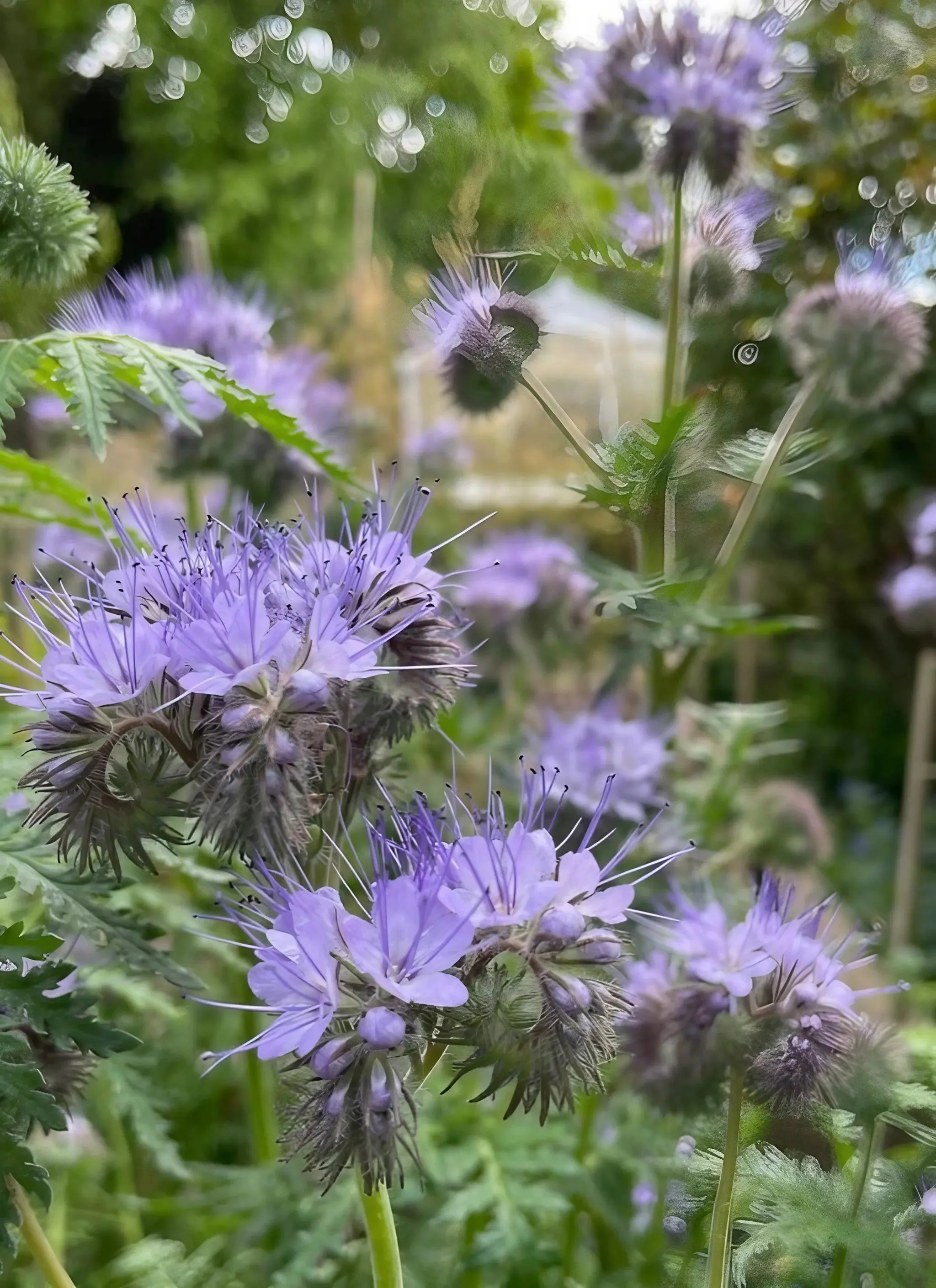 Phacelia Tanacetifolia - Image 7