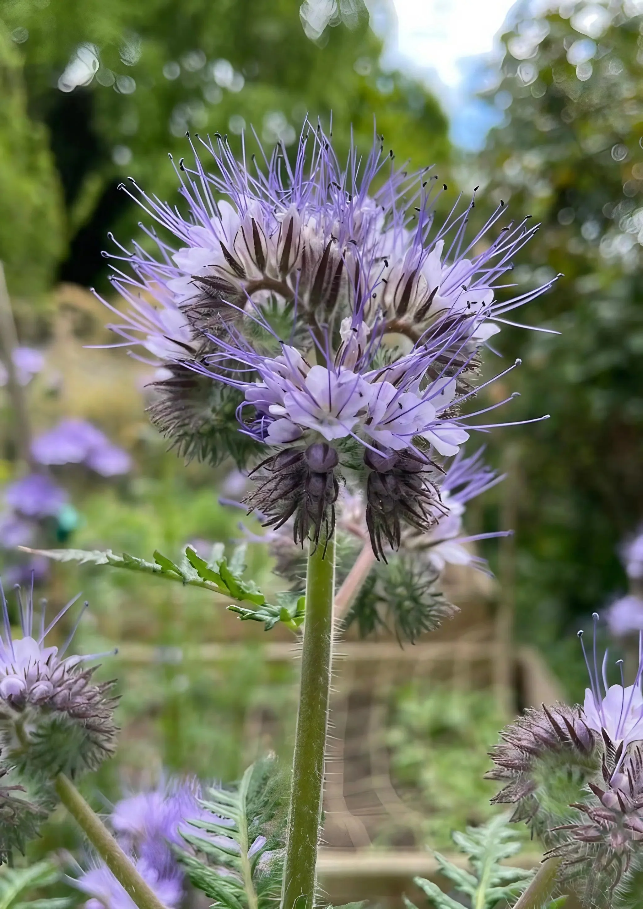 Phacelia Tanacetifolia - Image 8