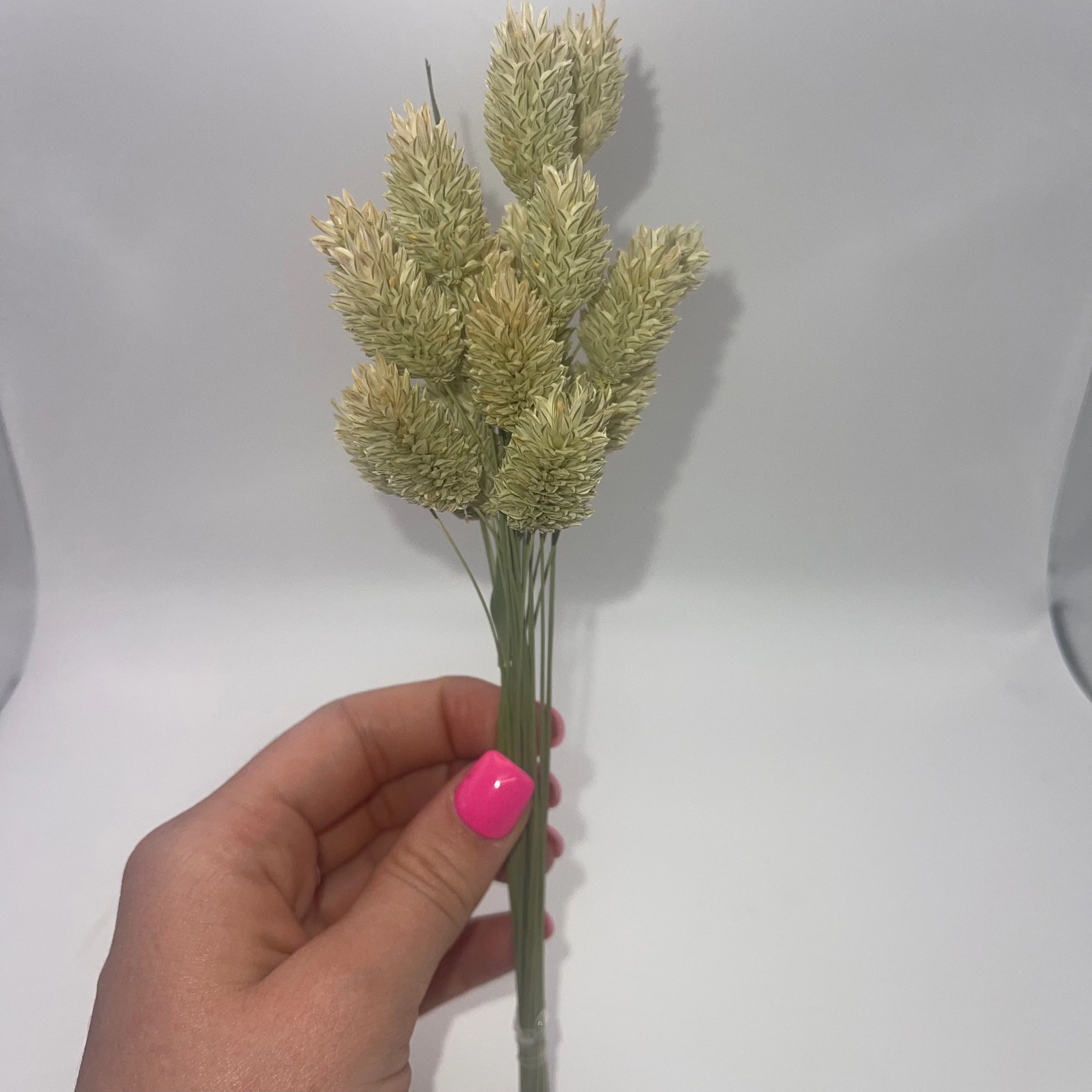 Phalaris spray - Image 3