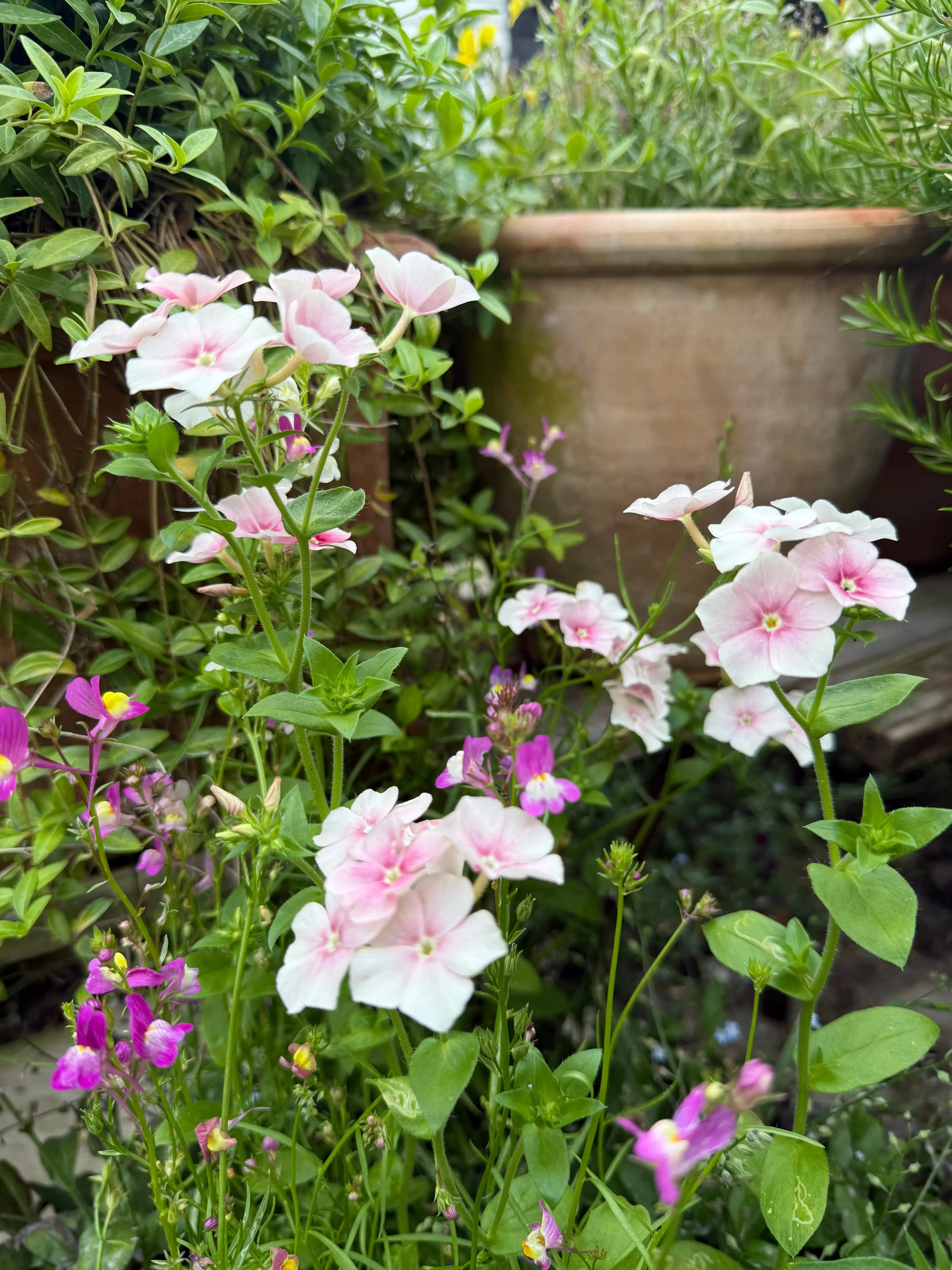Phlox Blushing Bride - Image 2