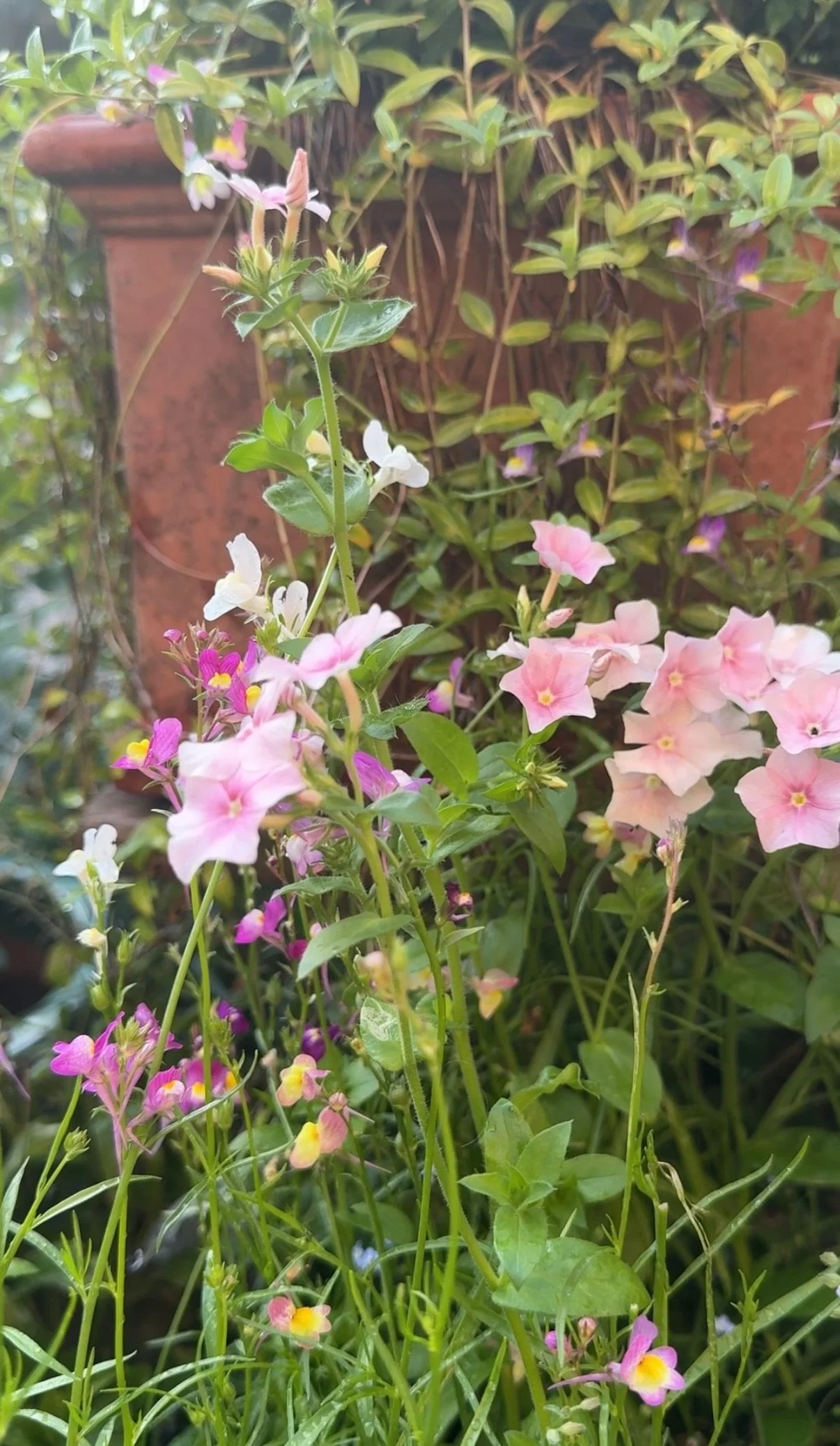 Phlox Blushing Bride - Image 7